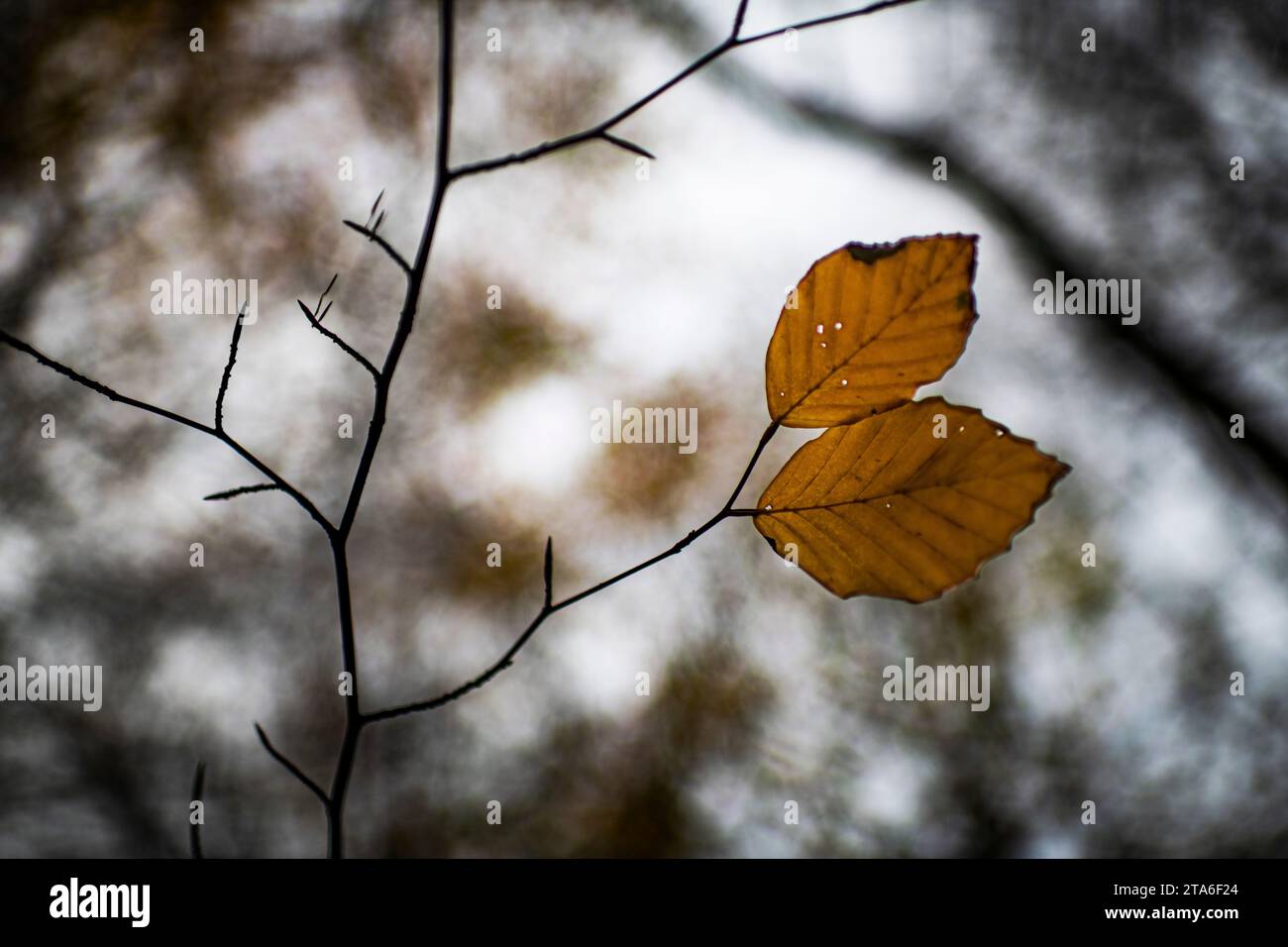 Braune Herbstblätter auf einem Zweig im Wald unter anderen Bäumen, die vom Boden zum Himmel blicken Stockfoto