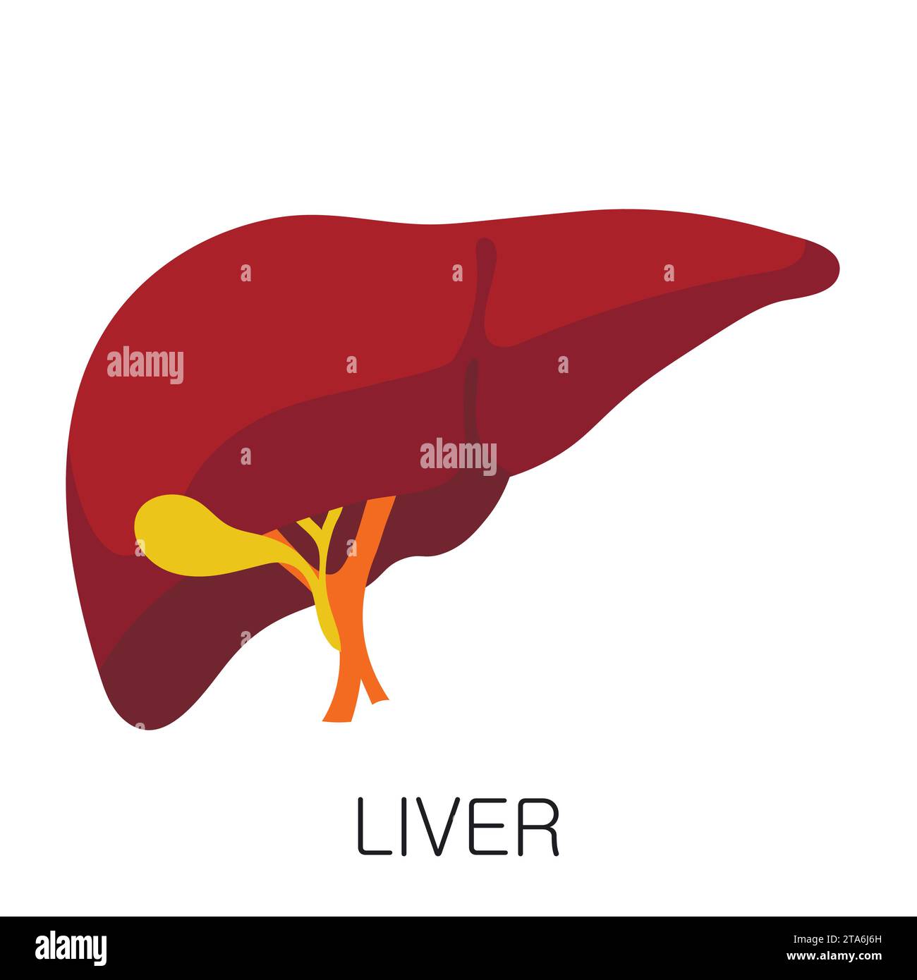 Lebersymbol in flacher Form, isoliert auf weißem Hintergrund. Menschliche Anatomie medizinischer Organvektor Stock Vektor