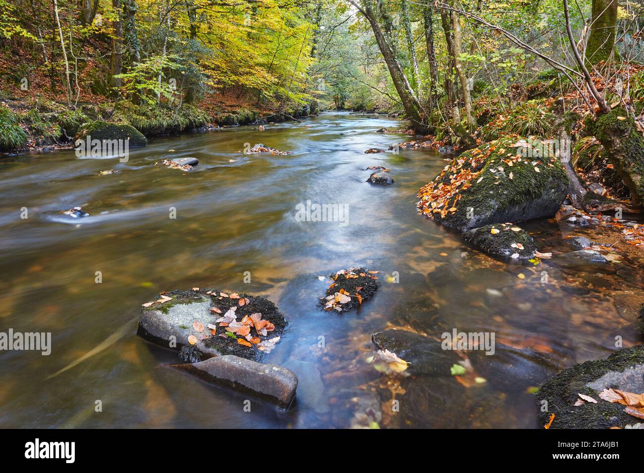 Mit herabfallenden Herbstblättern über Felsen fließt ein Fluss durch uralte Wälder; River Teign, Fingle Bridge, Dartmoor National Park, Devon. Stockfoto