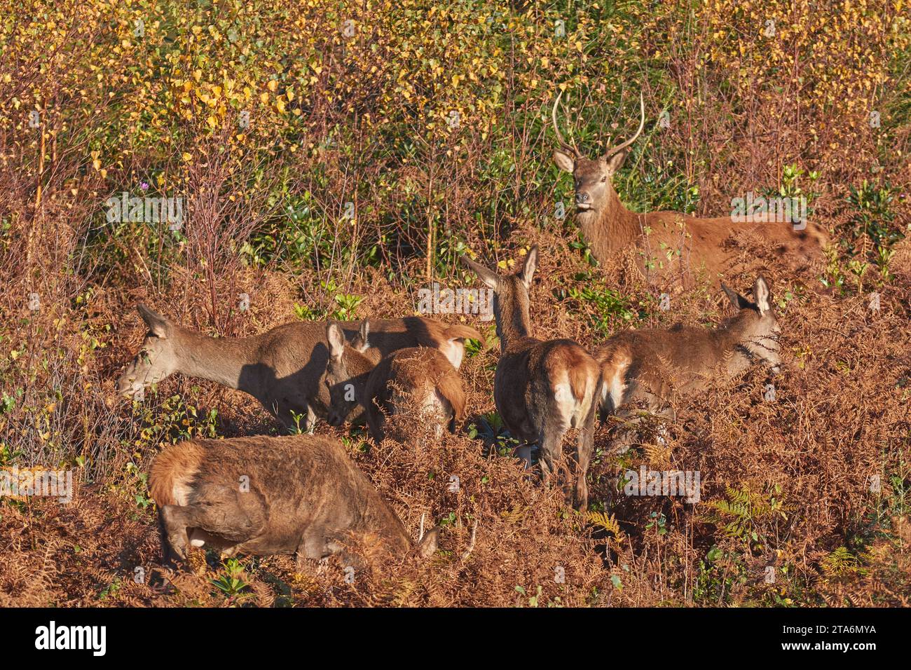 Rotwild (Cervus elaphus) mit einem jungen Hirsch, in herbstlicher Landschaft auf Exmoor; in der Nähe von Dunster, Exmoor National Park, Somerset, Großbritannien. Stockfoto