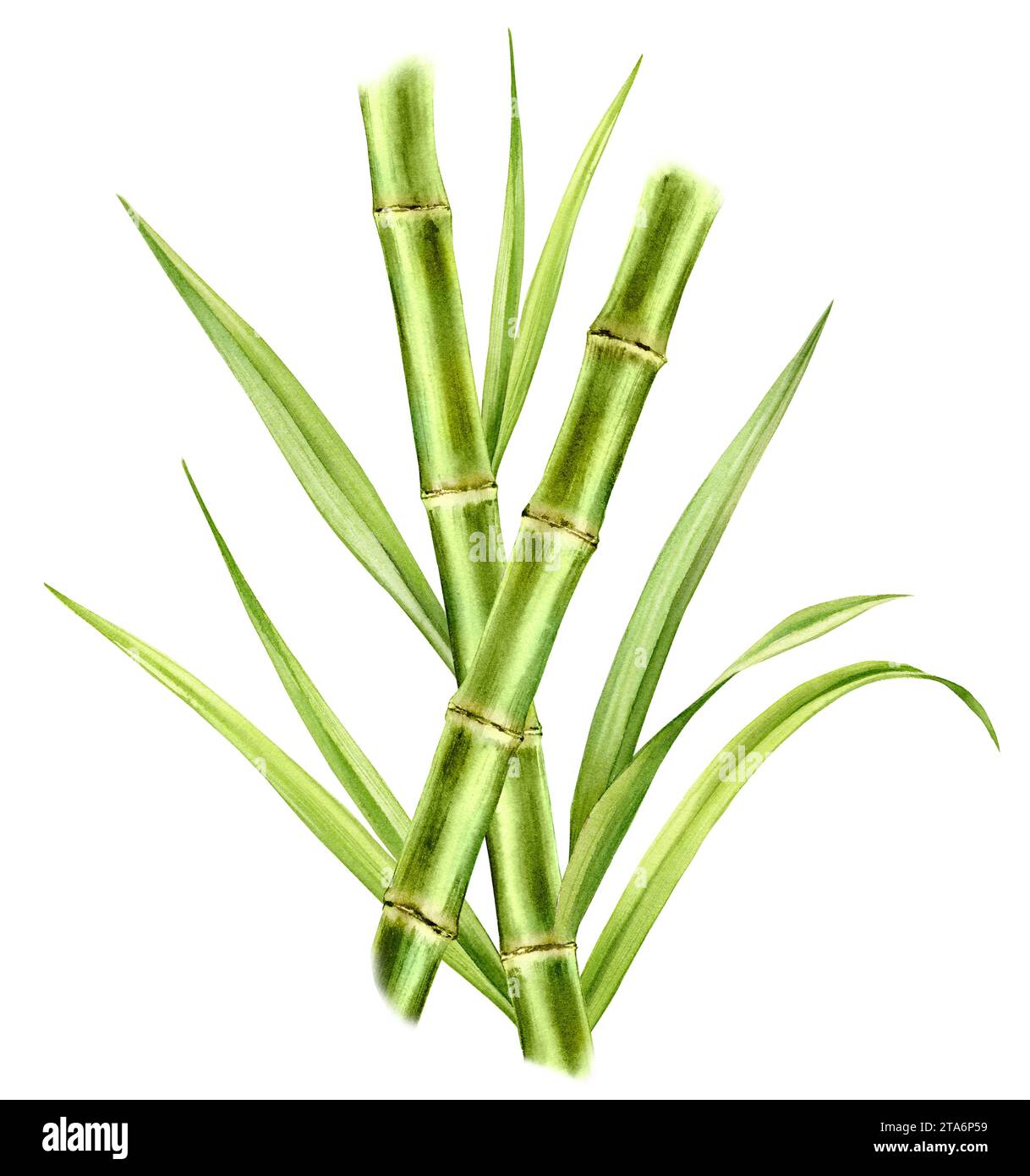 Bambus Aquarell Illustration. Zusammensetzung mit zwei sich kreuzenden Stämmen und glänzenden Blättern. Frisches grünes Aquarellgemälde. Realistische Botanik Stockfoto