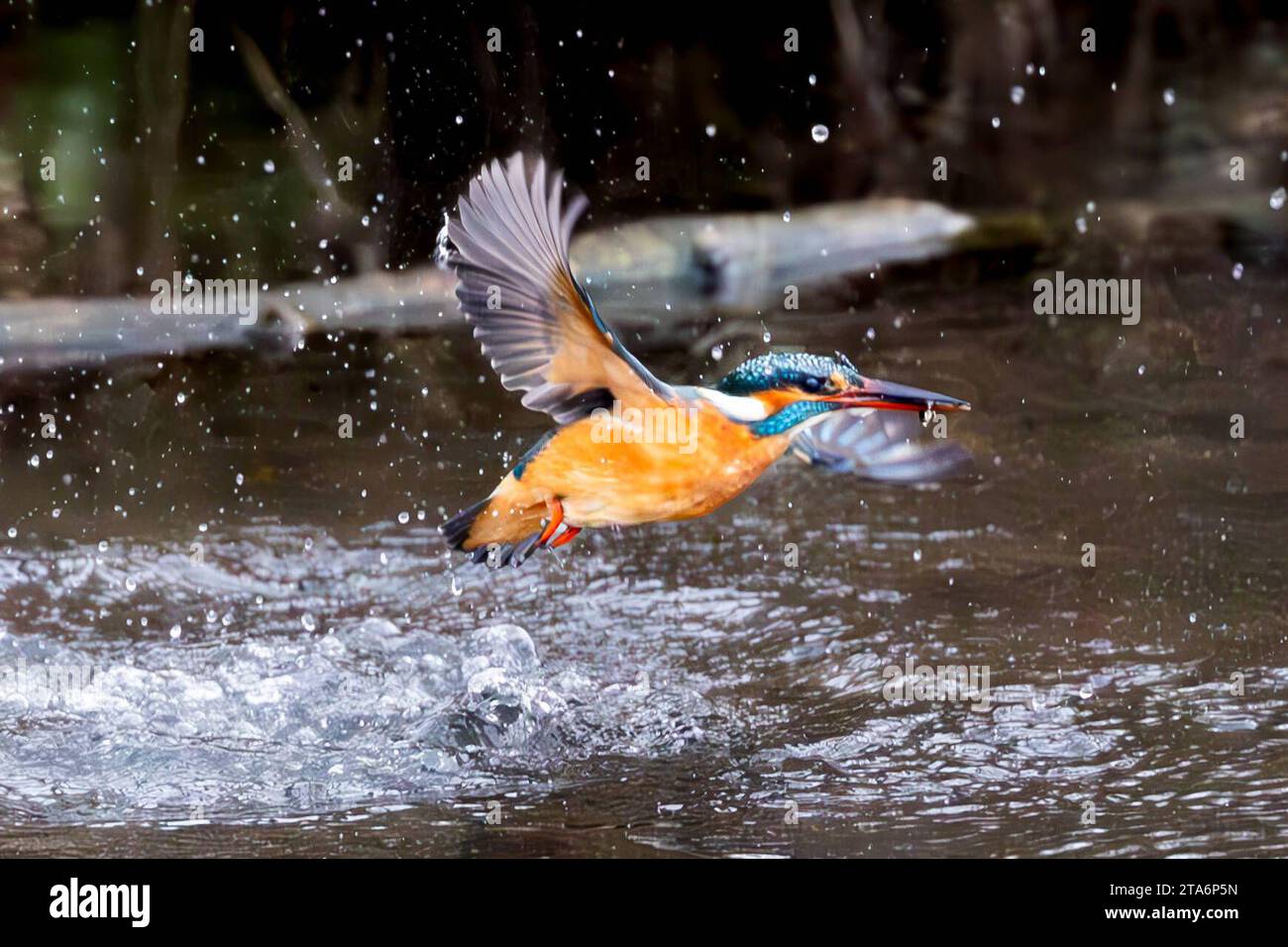 25.11.2023, GER, heimische Tierwelt zeigt einen Eisvogel beim Fischen/Jagen im Winter 99817 Eisenach Hörsel/Nesse Thüringen Deutschland *** 25 11 2023, GER, heimische Tierwelt zeigt einen eisvogel beim Fischen/Jagen im Winter 99817 Eisenach Hörsel Nesse Thüringen Deutschland Credit: Imago/Alamy Live News Stockfoto