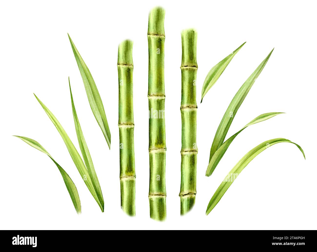 Bambuspflanzen mit Aquarellen. Set aus drei Stielen und separaten Blättern. Kollektion mit Designelementen. Realistische botanische Illustration für Verpackungen Stockfoto