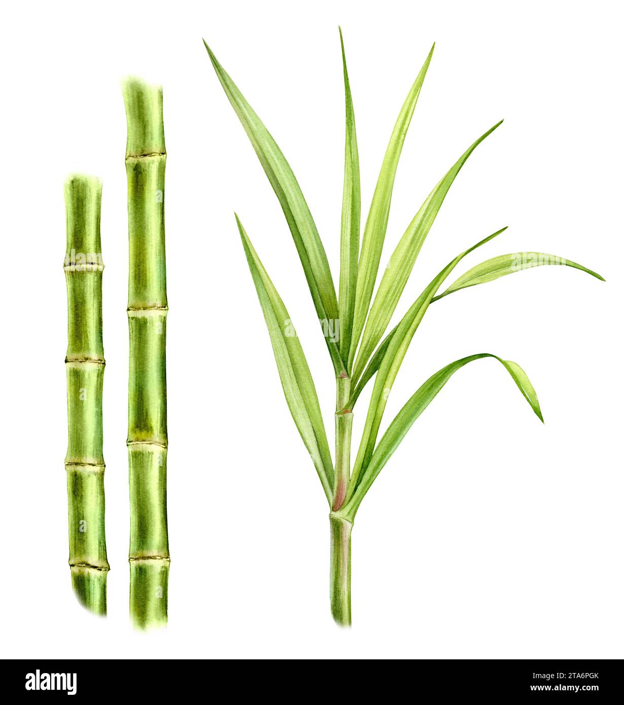 Bambuspflanzen mit Aquarellen. Set aus zwei Stielen und separatem großen Zweig mit Blättern. Kollektion mit Designelementen. Realistische botanische Illustration für Stockfoto