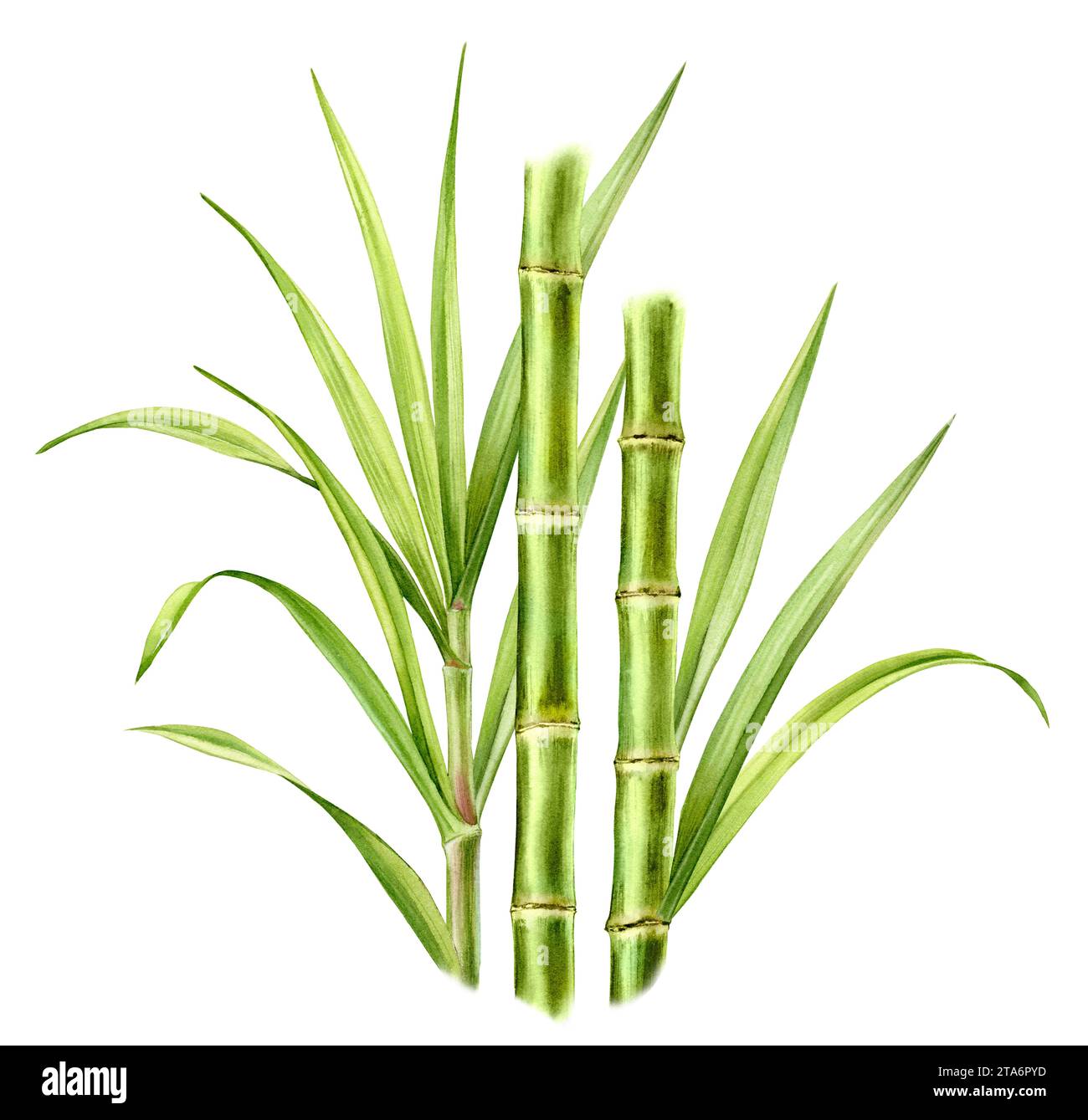 Bambusstämme und Blätter in Aquarellfarben. Großer Blumenstrauß mit Grün. Realistische botanische Illustration mit frischer Bambuspflanze. Handgezeichnete Blumenkomposition Stockfoto