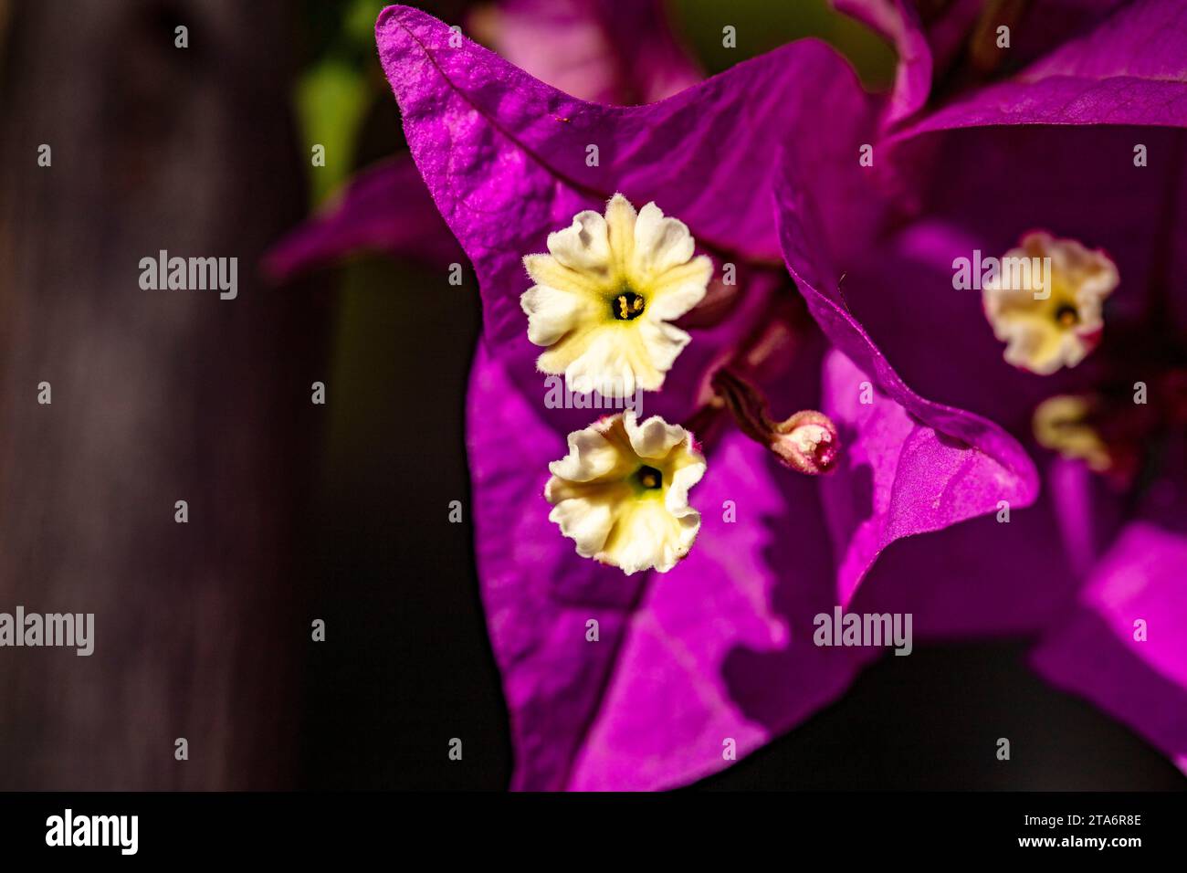 Sehr nahe, Makroaufnahme, von zierlichen, aber fruchtbaren Bougainvillea-Blüten in sanftem Sonnenlicht. Natürliches High Definition-Bild mit negativem Raum Stockfoto