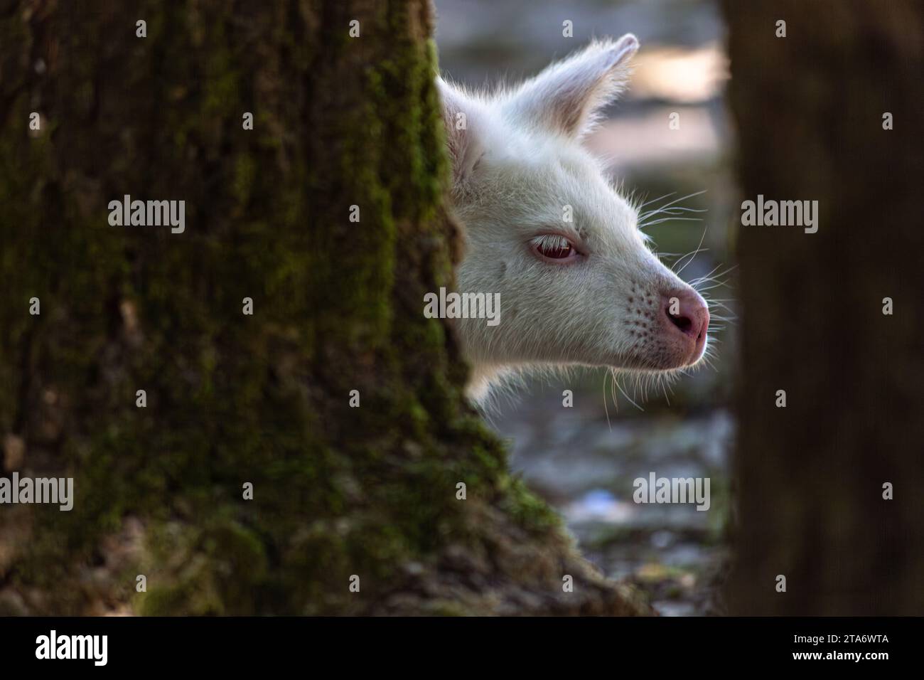 Gesicht eines Albinos Rothals Wallaby-Profil, aufgenommen im Zoo Labenne, Landes, Frankreich Stockfoto