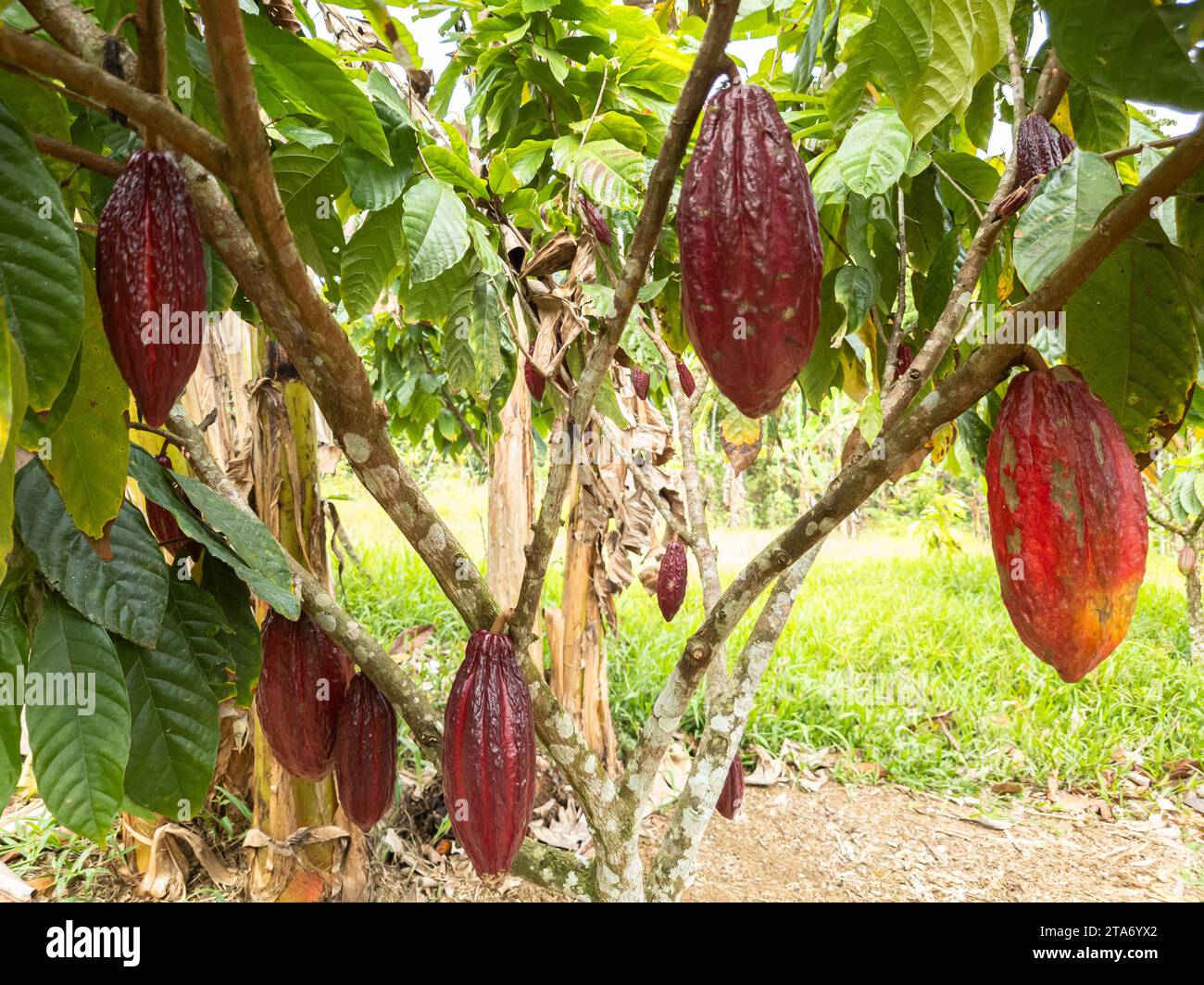 Kakaobaum mit Früchten auf dem Bauernhof in Ilheus, Bahia, Brasilien. Stockfoto