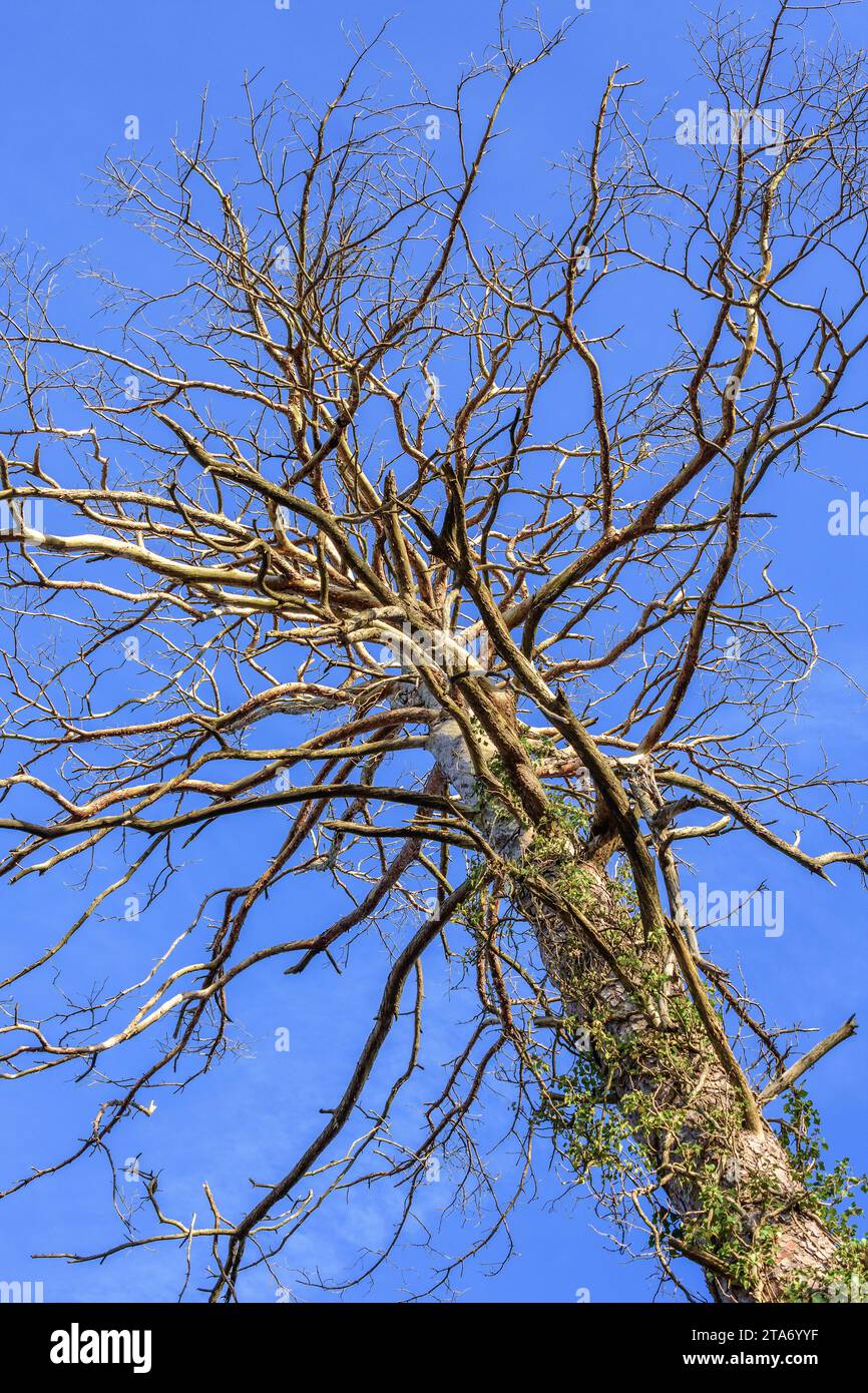 Tote und sterbende Maritime Kiefer (Pinus pinaster) - West-Zentralfrankreich. Stockfoto