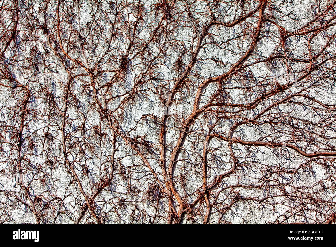 Schloss Katlenburg, alte Scheunenmauer, Katlenburg-Lindau, Landkreis Northeim, Niedersachsen, Deutschland Stockfoto