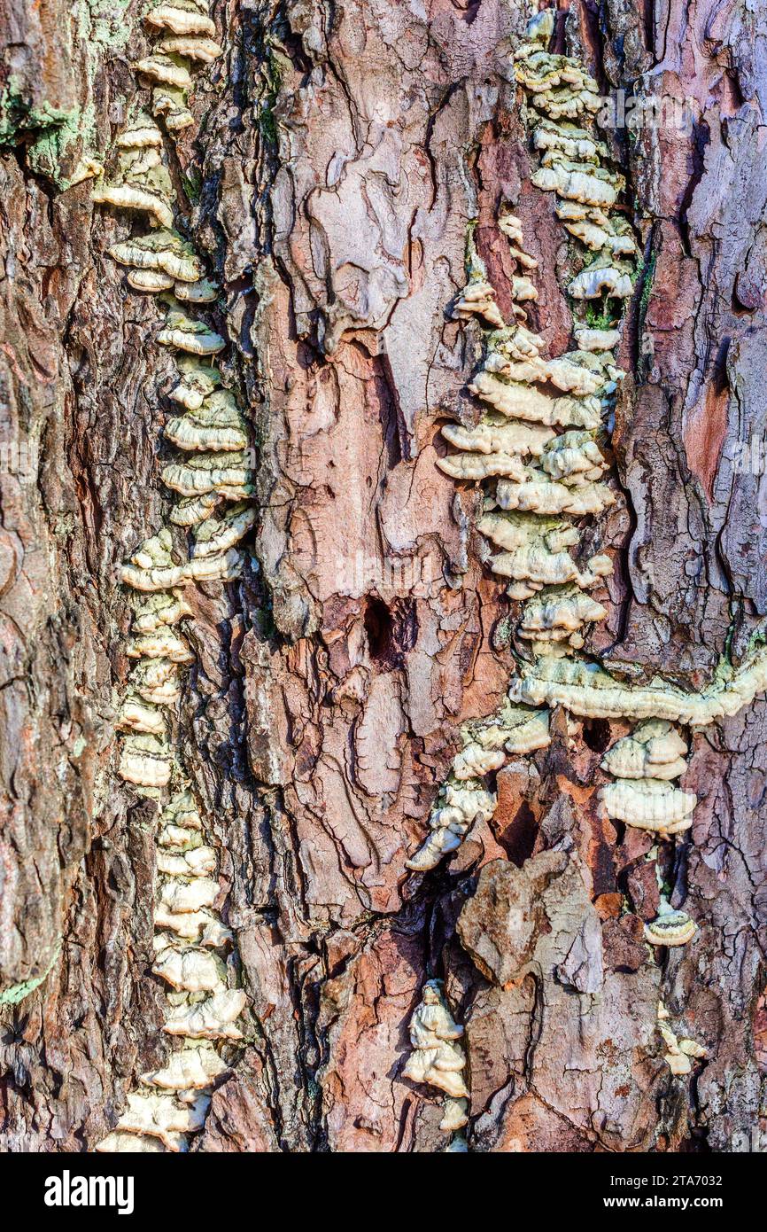 Pilze, die in Rinde von erkrankten Maritimen (Pinus pinaster) wachsen - West-Zentralfrankreich. Stockfoto