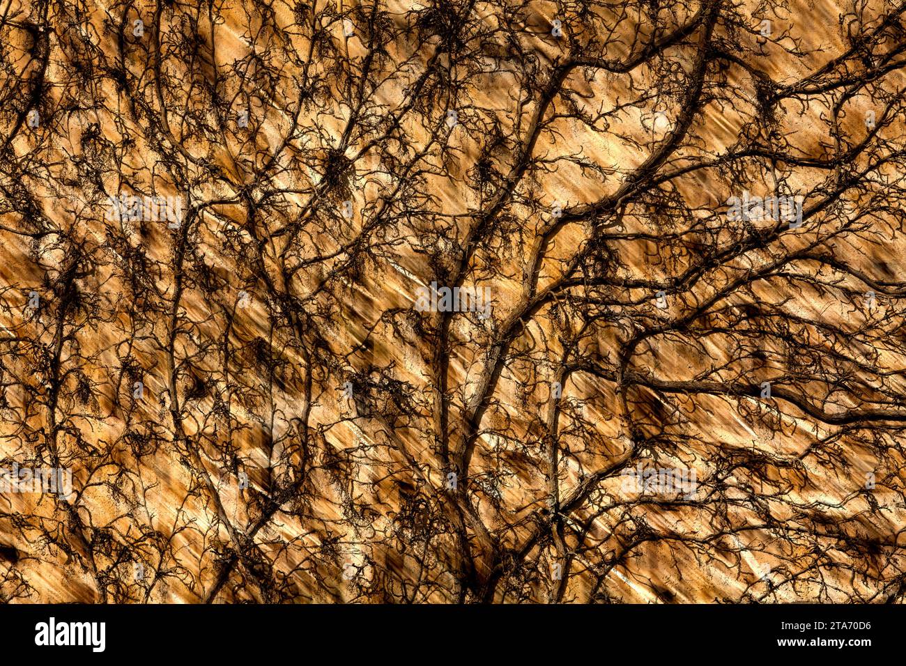 Schloss Katlenburg, alte Scheunenmauer, Katlenburg-Lindau, Landkreis Northeim, Niedersachsen, Deutschland Stockfoto