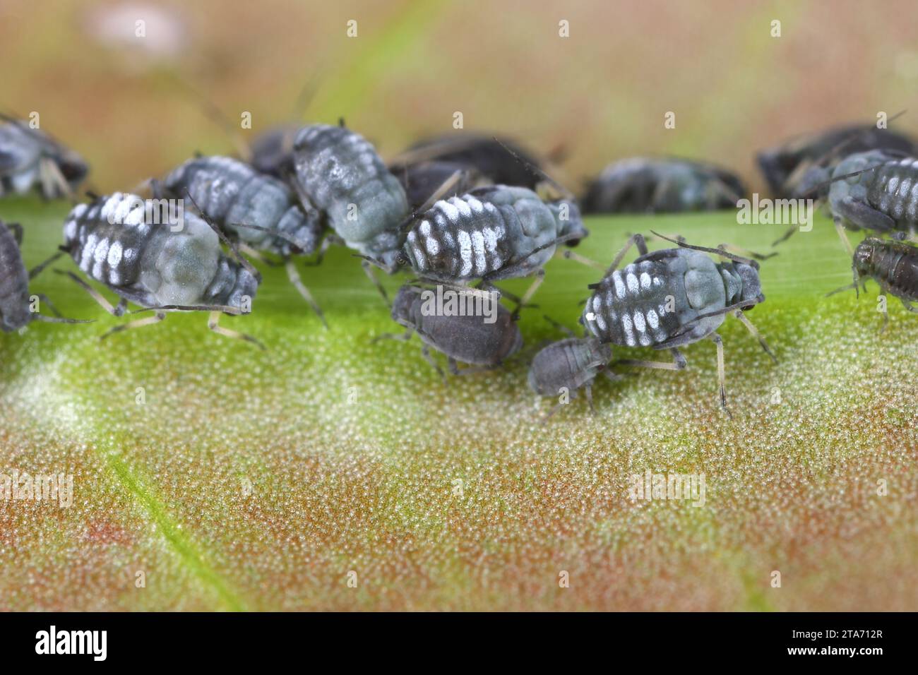 APHIS fabae Blattläuse (Blattläuse aus schwarzen Bohnen. Eine Kolonie flügelloser Individuen, die sich von einer Pflanze ernähren. Stockfoto