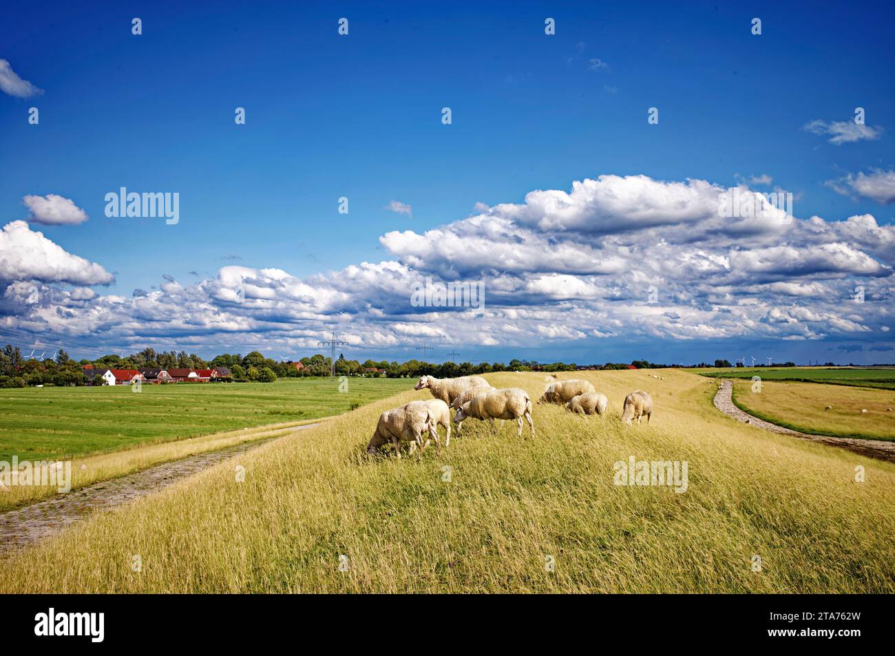 Schafe, die auf den Deichen weiden, Ostfriesland, Niedersachsen, Deutschland Stockfoto
