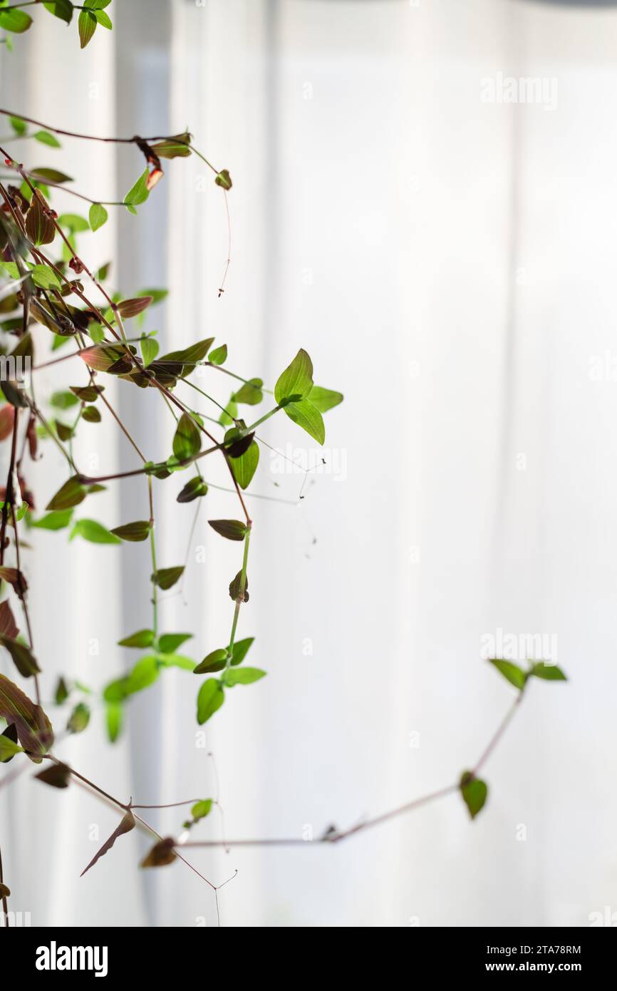 Zimmerpflanzen, eine Blume auf dem Hintergrund eines Fensters. Zuhause, Gemütlichkeit Stockfoto
