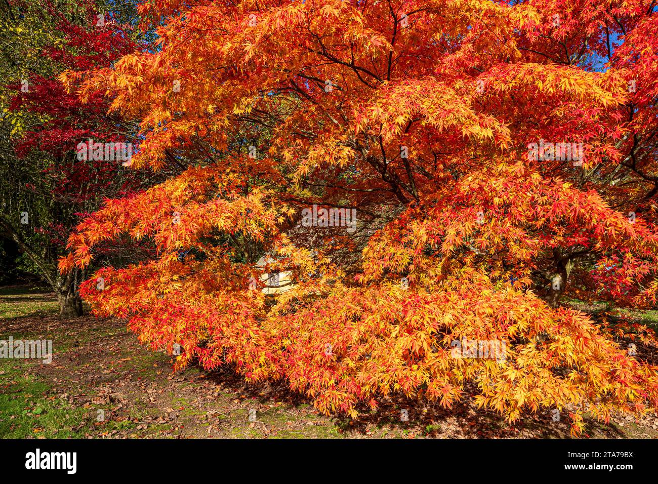Herbstfarben im Batsford Arboretum - ein Acer neben dem Reetdachhaus, Batsford, Moreton in Marsh, Gloucestershire, England, Großbritannien Stockfoto