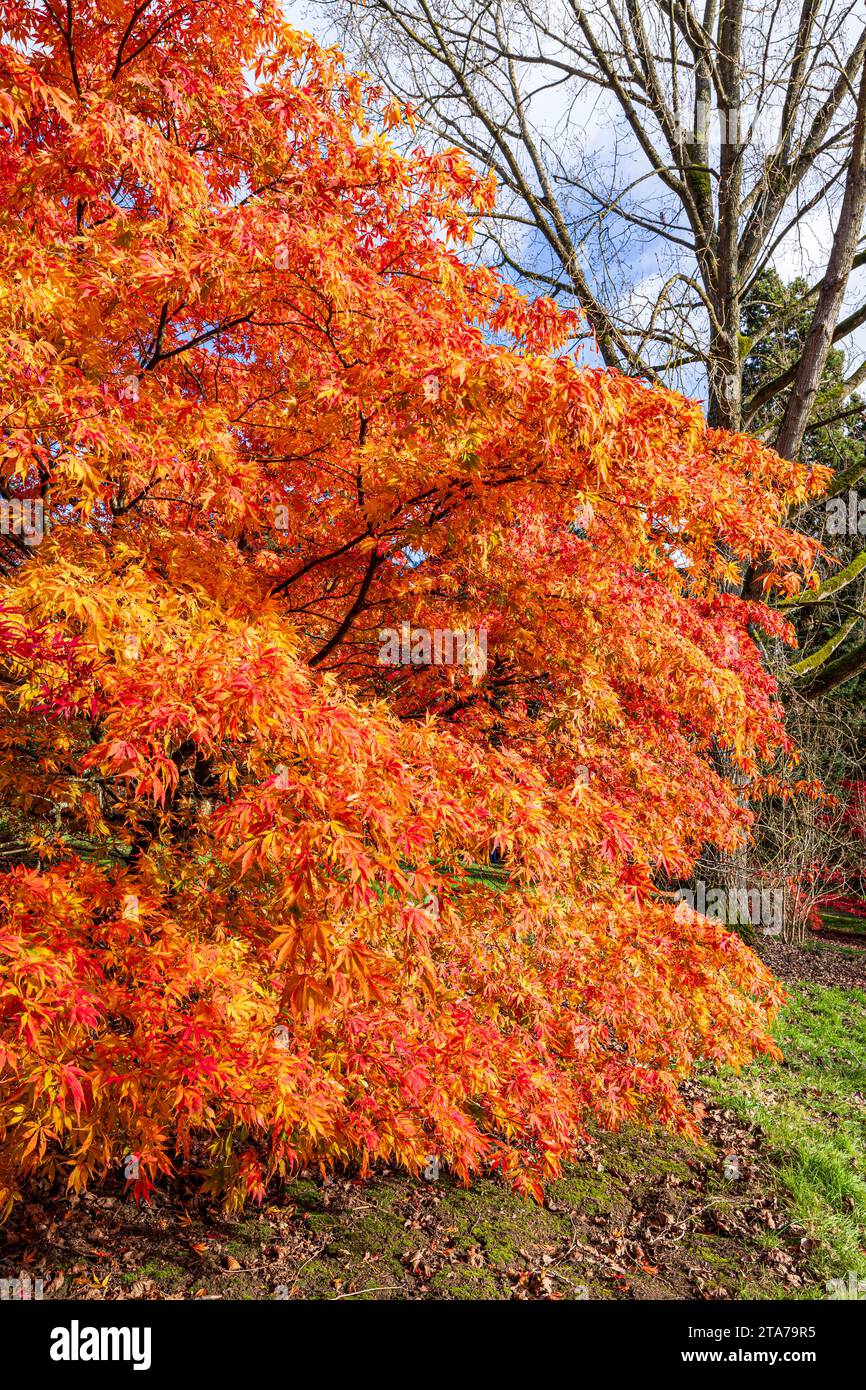 Herbstfarben im Batsford Arboretum - ein Acer neben dem Reetdachhaus, Batsford, Moreton in Marsh, Gloucestershire, England, Großbritannien Stockfoto