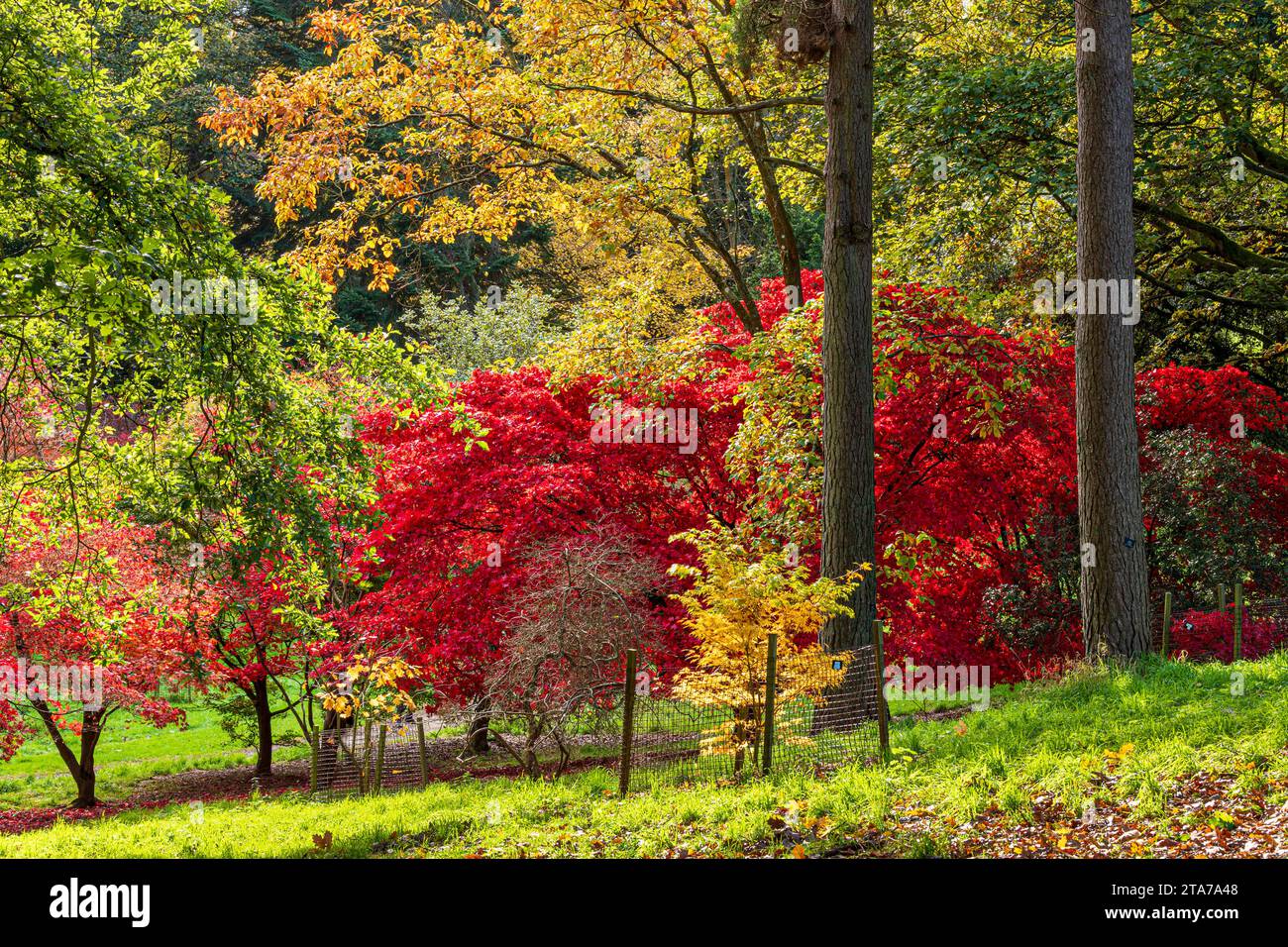 Herbstfarben im Batsford Arboretum, Batsford, Moreton in Marsh, Gloucestershire, England, Großbritannien Stockfoto