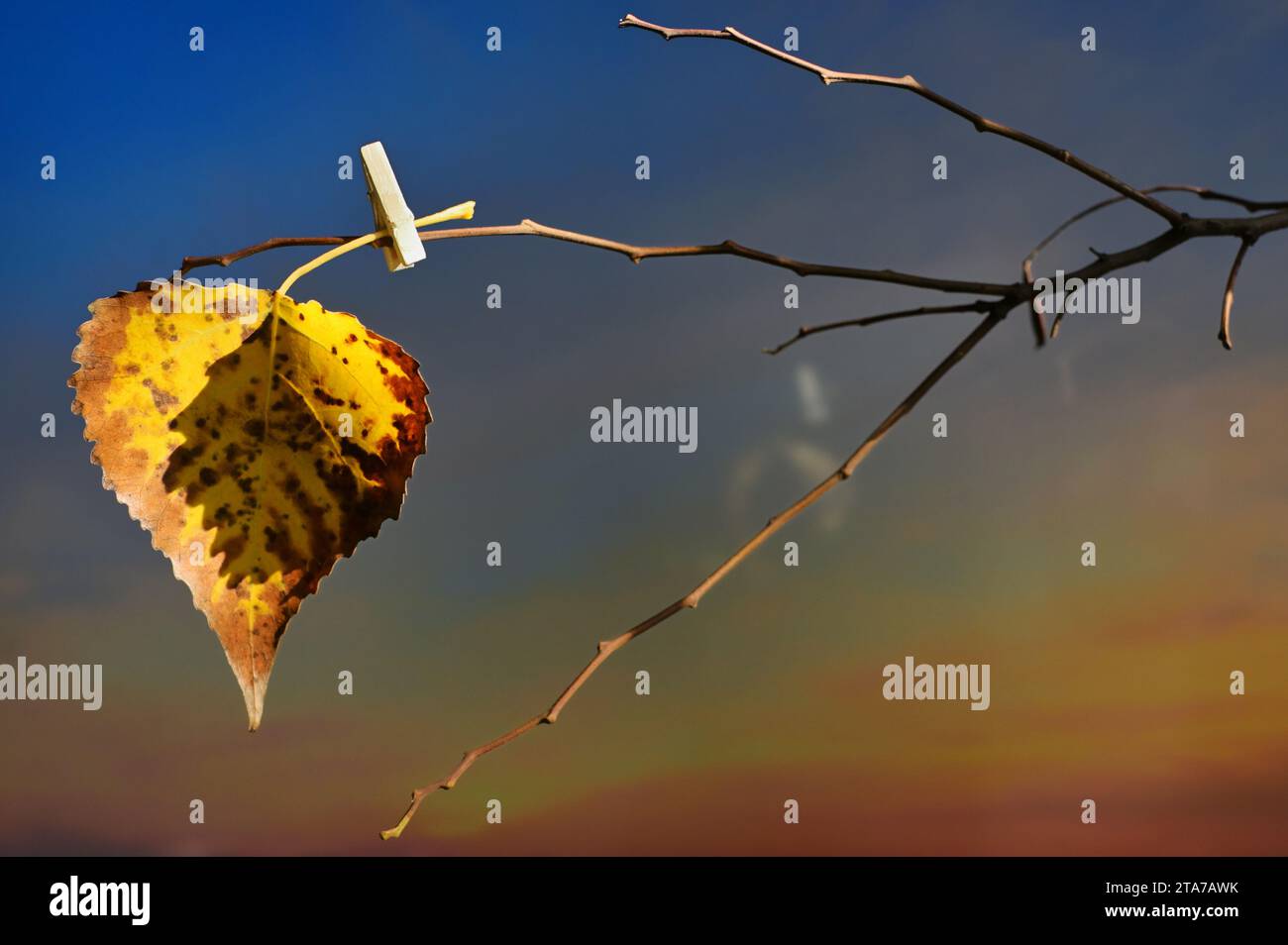 Abstrakt ein gelbes Blatt, das an einem Baum hängt, mit Kleiderschalen Stockfoto