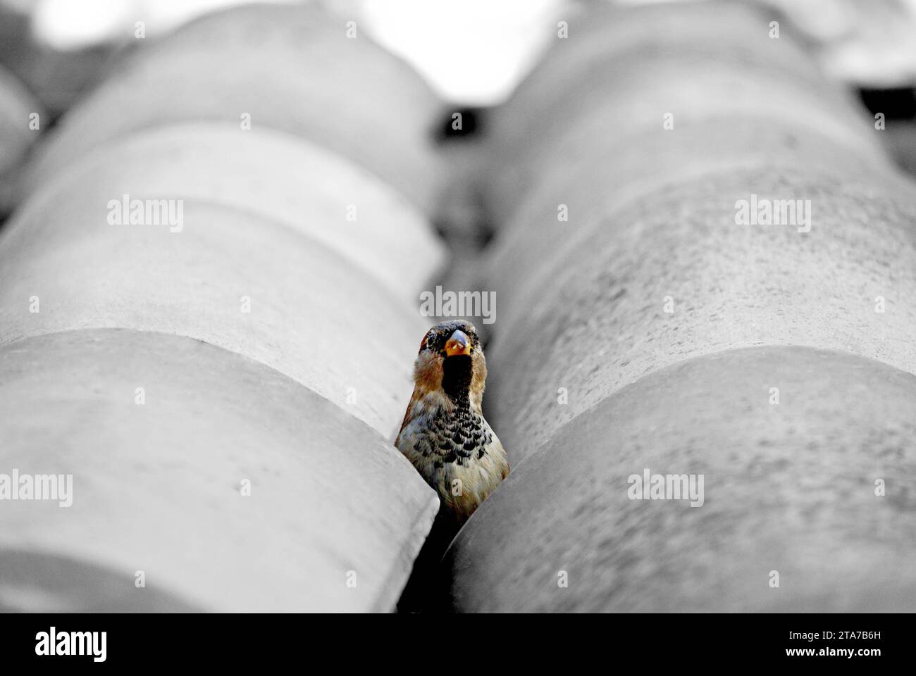Spatz auf dem dach -Fotos und -Bildmaterial in hoher Auflösung – Alamy