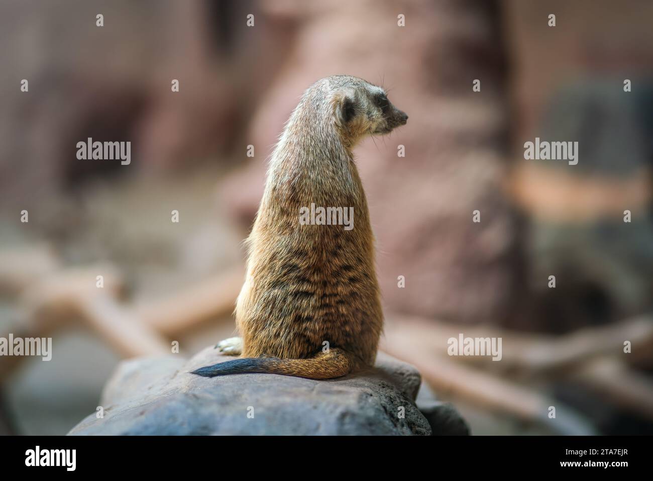 Schlanke Schwanz-Meerkat, Rückenansicht (Suricata suricatta) Stockfoto
