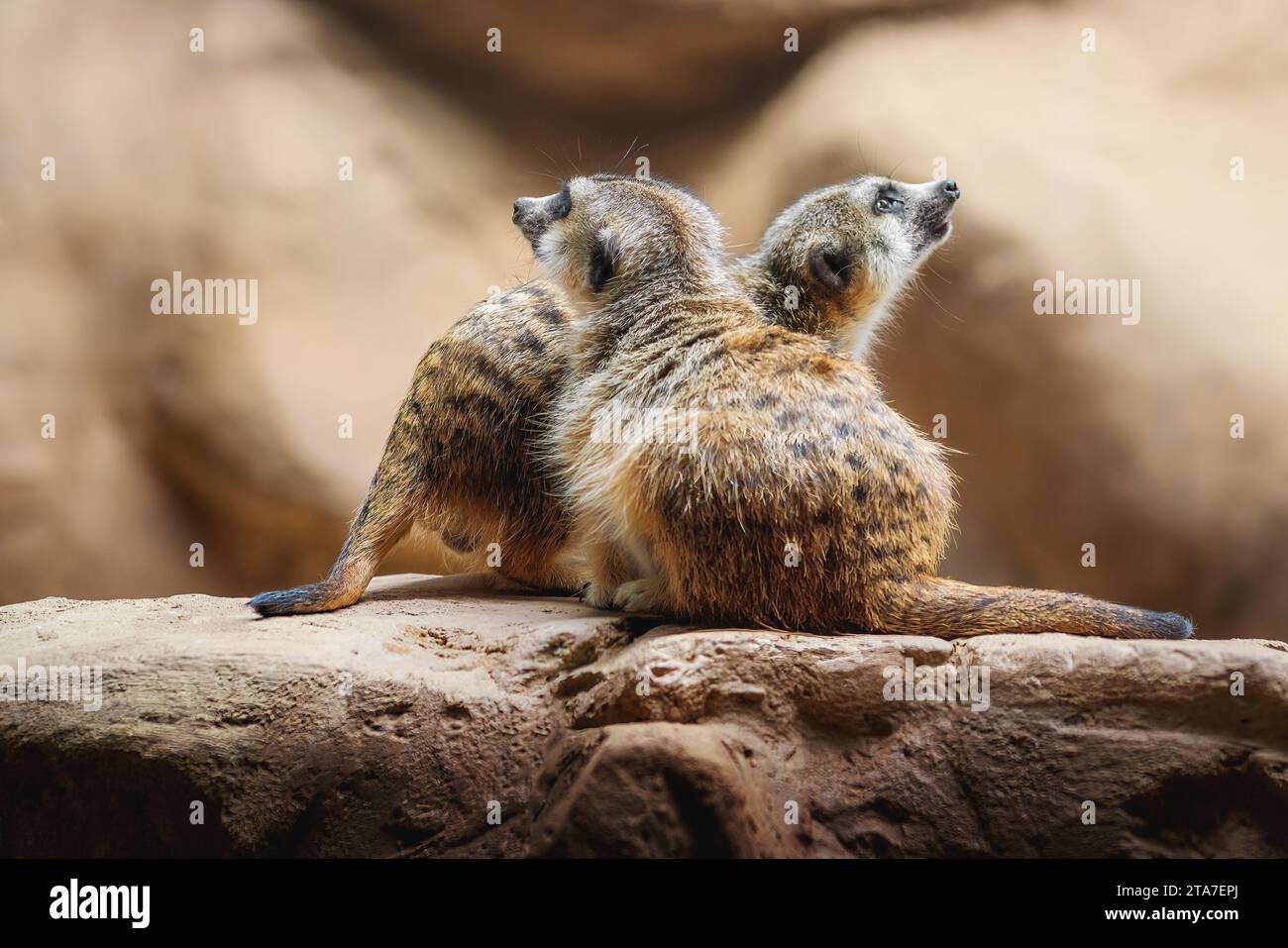 Schlankes Meerkat-Paar mit Schwanz (Suricata suricatta) Stockfoto