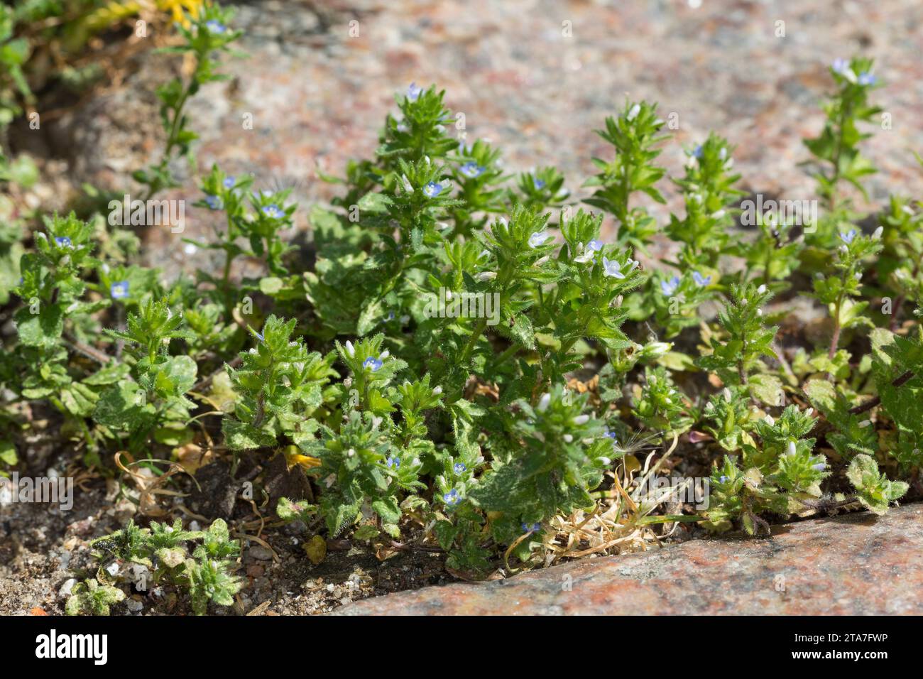 Feld-Ehrenpreis, Feldehrenpreis, Veronica arvensis, Wall speedwell, Corn speedwell, Common speedwell, Rock speedwell, Field speedwell, La Véronique de Stockfoto