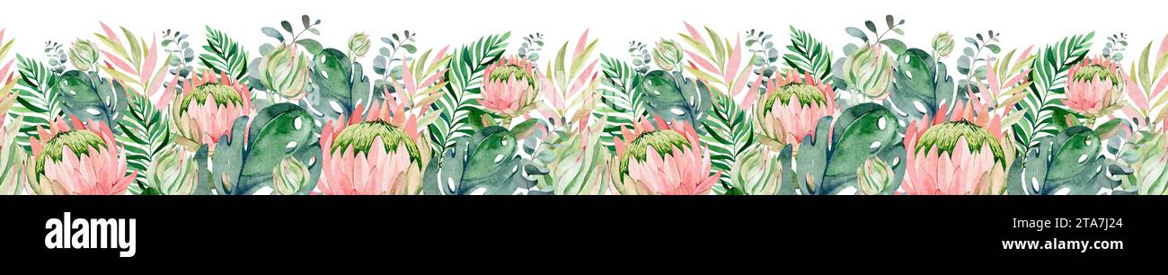 Wasserfarben tropische nahtlose Grenze auf isoliertem Hintergrund. Afrikanische Protea Blume immergrüner Sträucher. Eukalyptus-botanisches Ornament. Stockfoto
