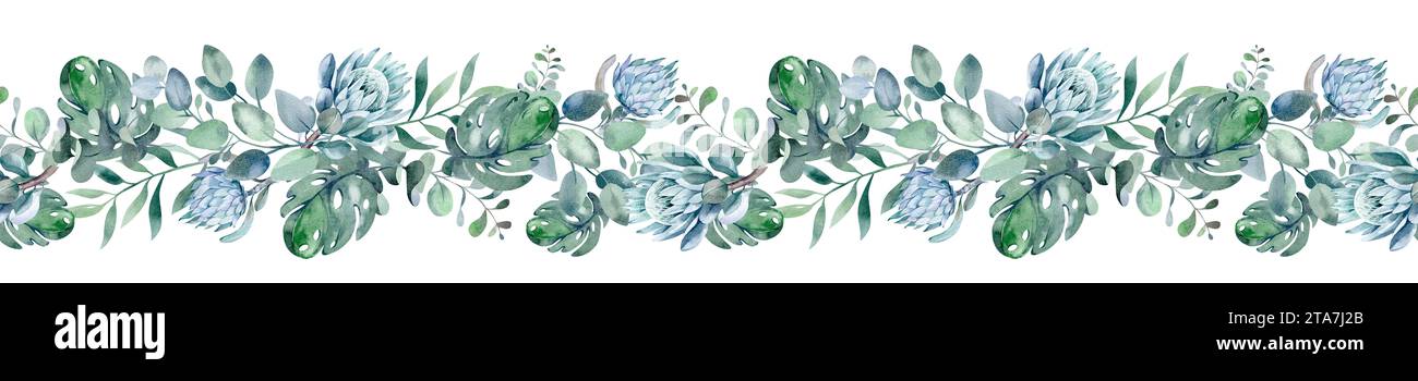 Wasserfarben tropische nahtlose Grenze auf isoliertem Hintergrund. Afrikanische Protea Blume immergrüner Sträucher. Eukalyptus-botanisches Ornament. Stockfoto