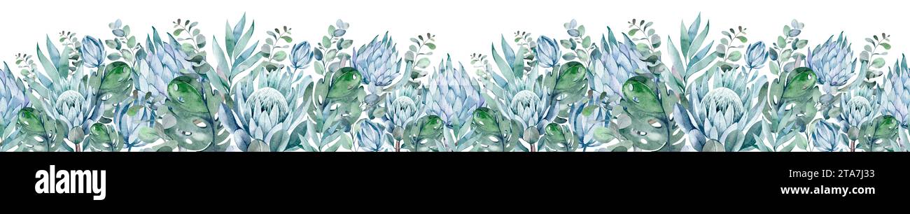 Wasserfarben tropische nahtlose Grenze auf isoliertem Hintergrund. Afrikanische Protea Blume immergrüner Sträucher. Eukalyptus-botanisches Ornament. Stockfoto