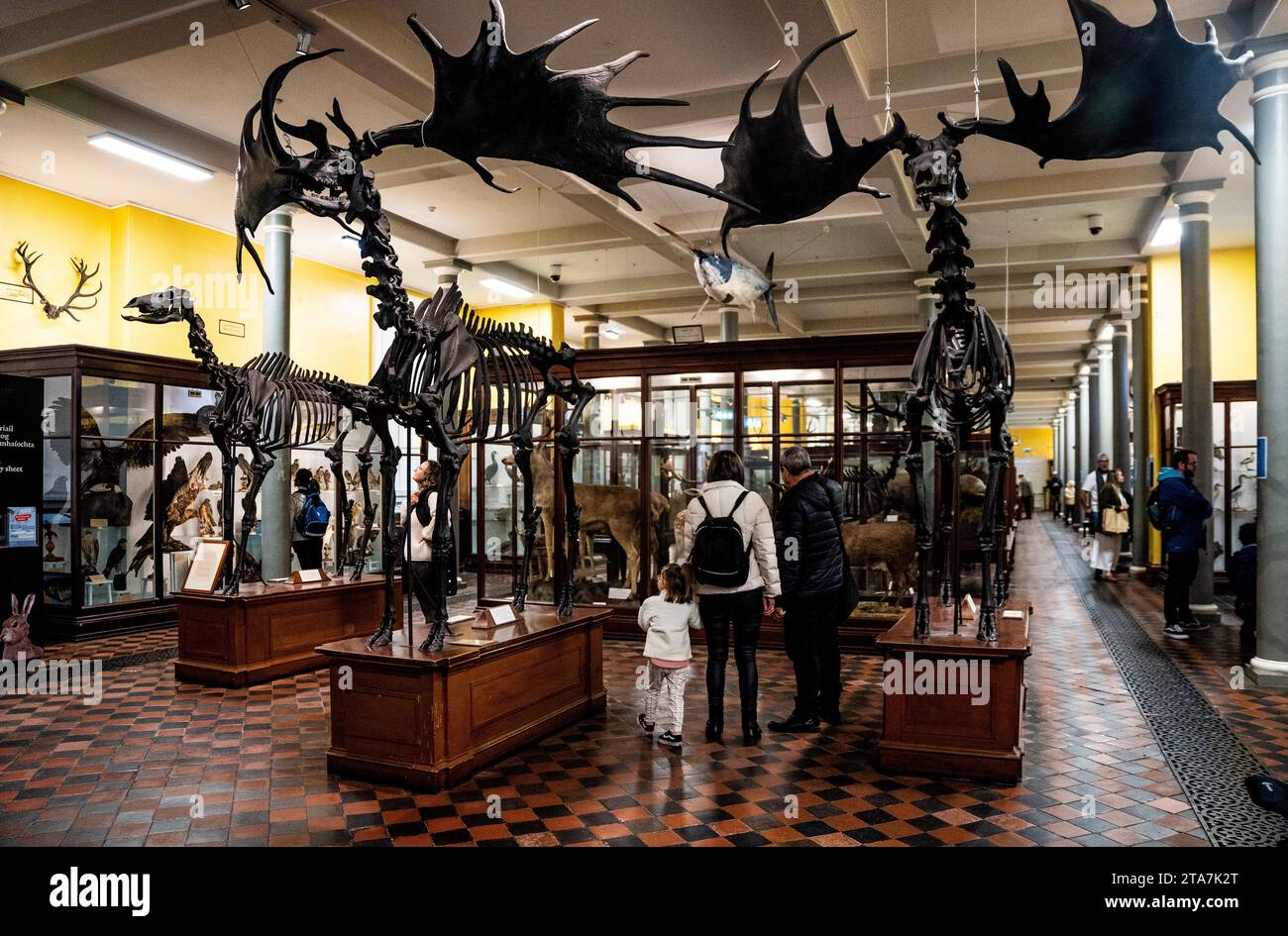 Erdgeschoss des National Museum of Ireland – Natural History, auch Dead Zoo genannt, mit einem Skelett von riesigen irischen Hirschen in der Merrion Street, Dublin Stockfoto