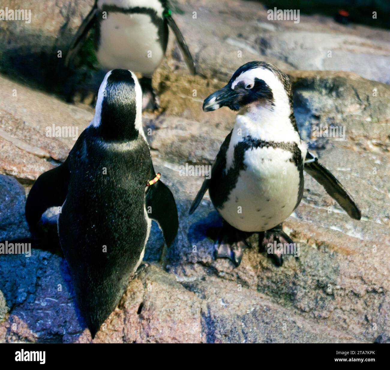 Nahaufnahme zweier afrikanischer Pinguine im New England Aquarium in Boston Stockfoto