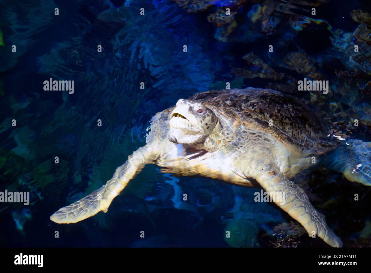 Myrte die grüne Meeresschildkröte im Giant Ocean Tank im New England Aquarium in Boston Stockfoto