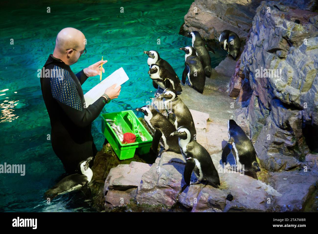 Mitarbeiter, der mit einer Gruppe afrikanischer Pinguine im New England Aquarium in Boston interagiert und diese füttern kann Stockfoto