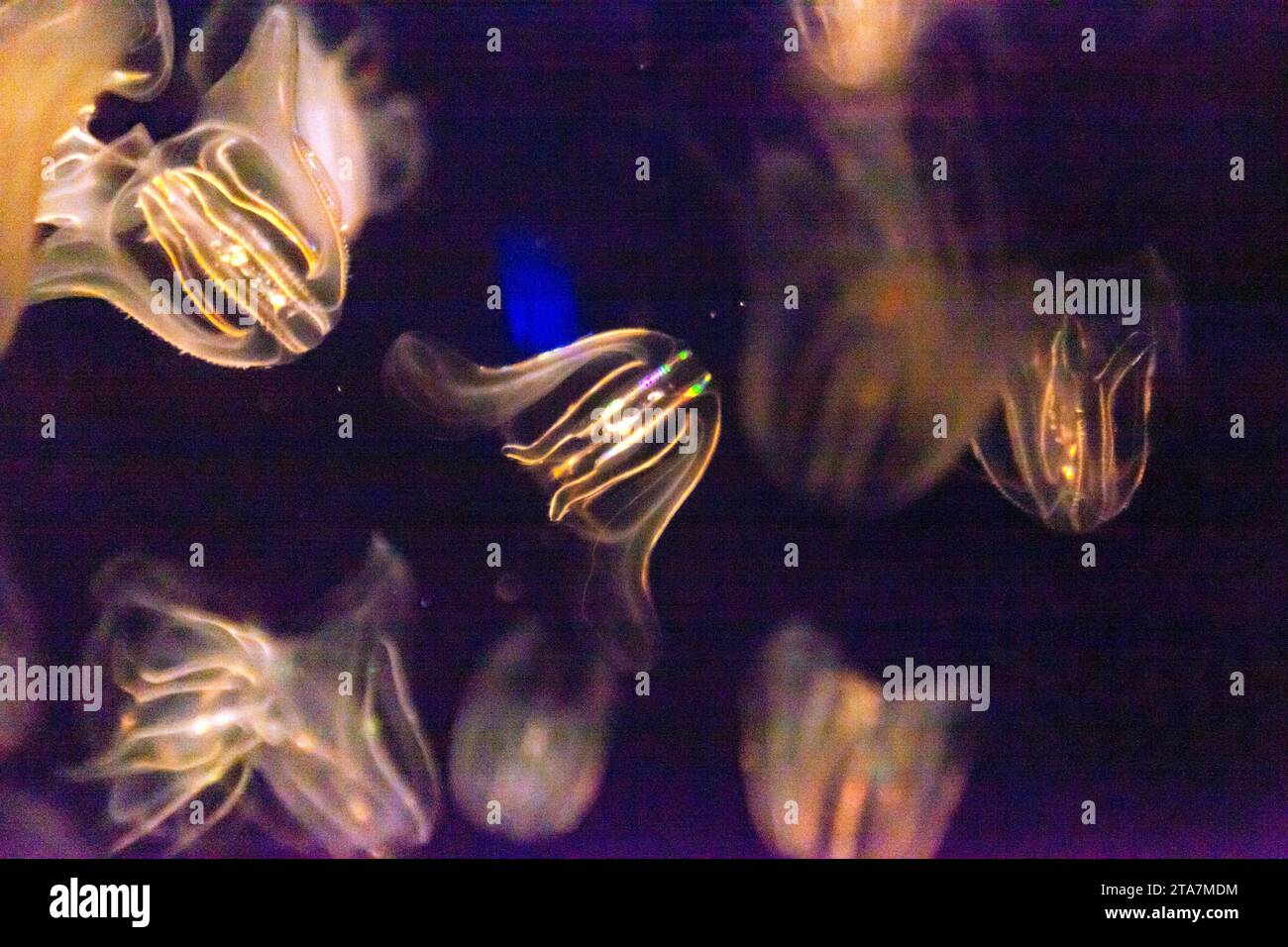 Nahaufnahme einer Comb Jelly's, im New England Aquarium, Boston Stockfoto