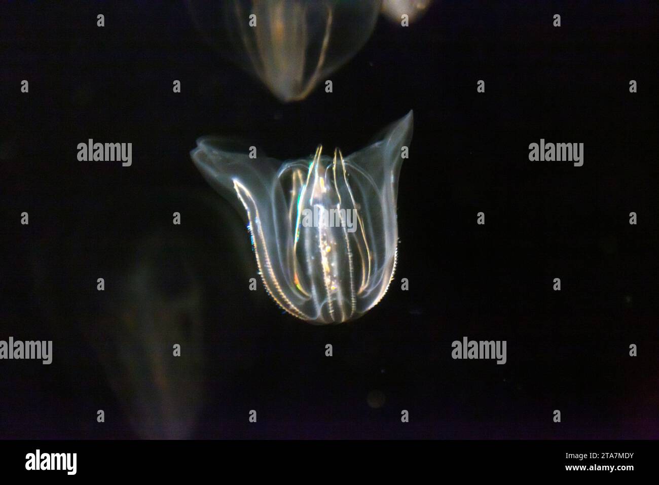 Nahaufnahme einer Comb Jelly im New England Aquarium, Boston Stockfoto