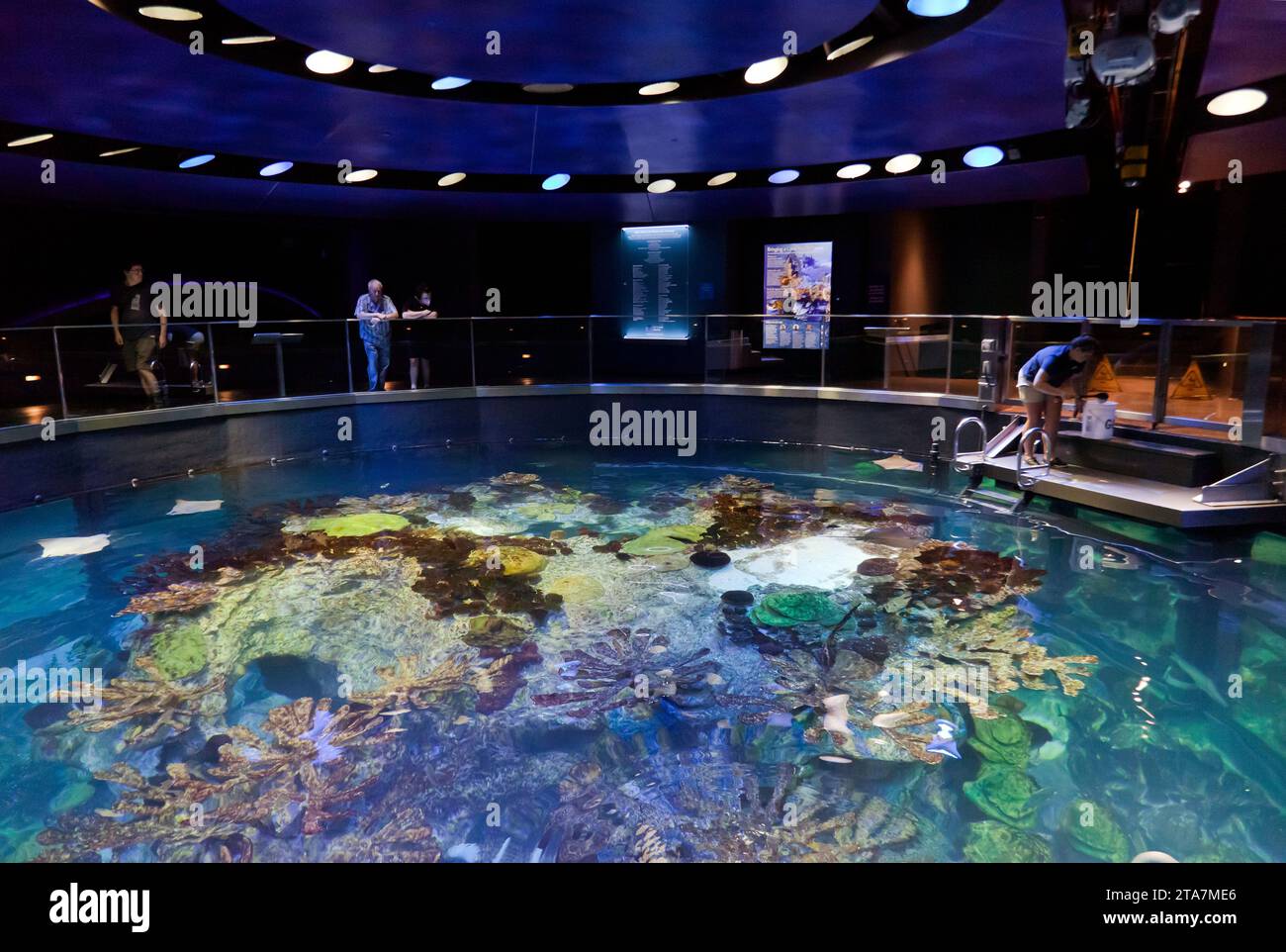 Blick auf die Spitze des Riesenmeertanks im New England Aquarium, Boston Stockfoto