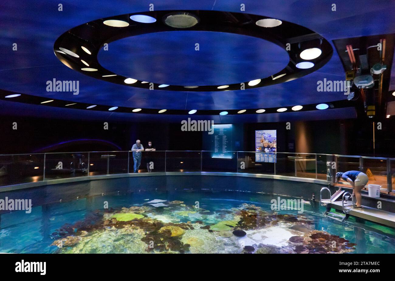 Blick auf die Spitze des Riesenmeertanks im New England Aquarium, Boston Stockfoto