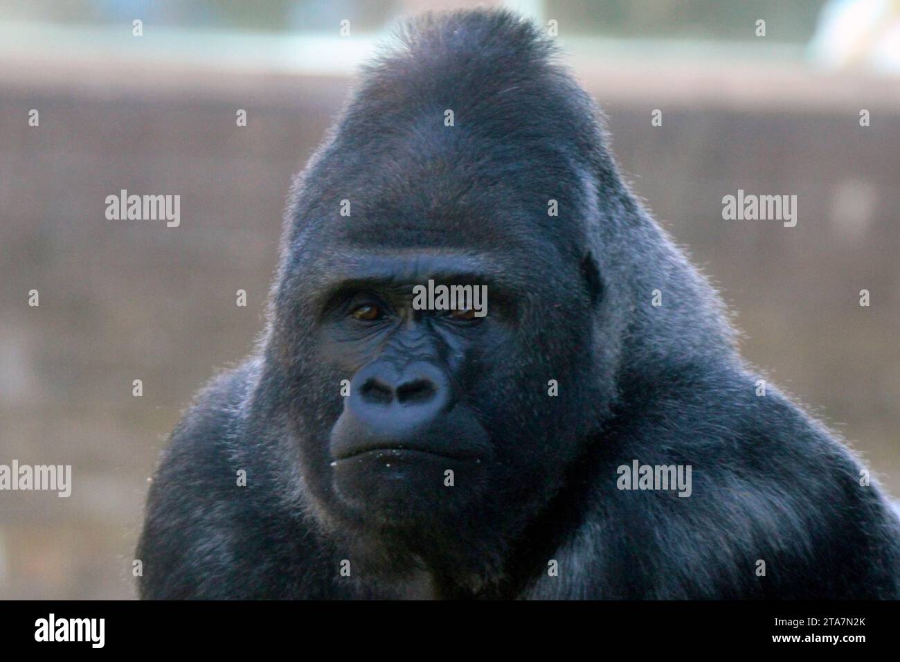 Silverback West Lowland Gorilla Stockfoto