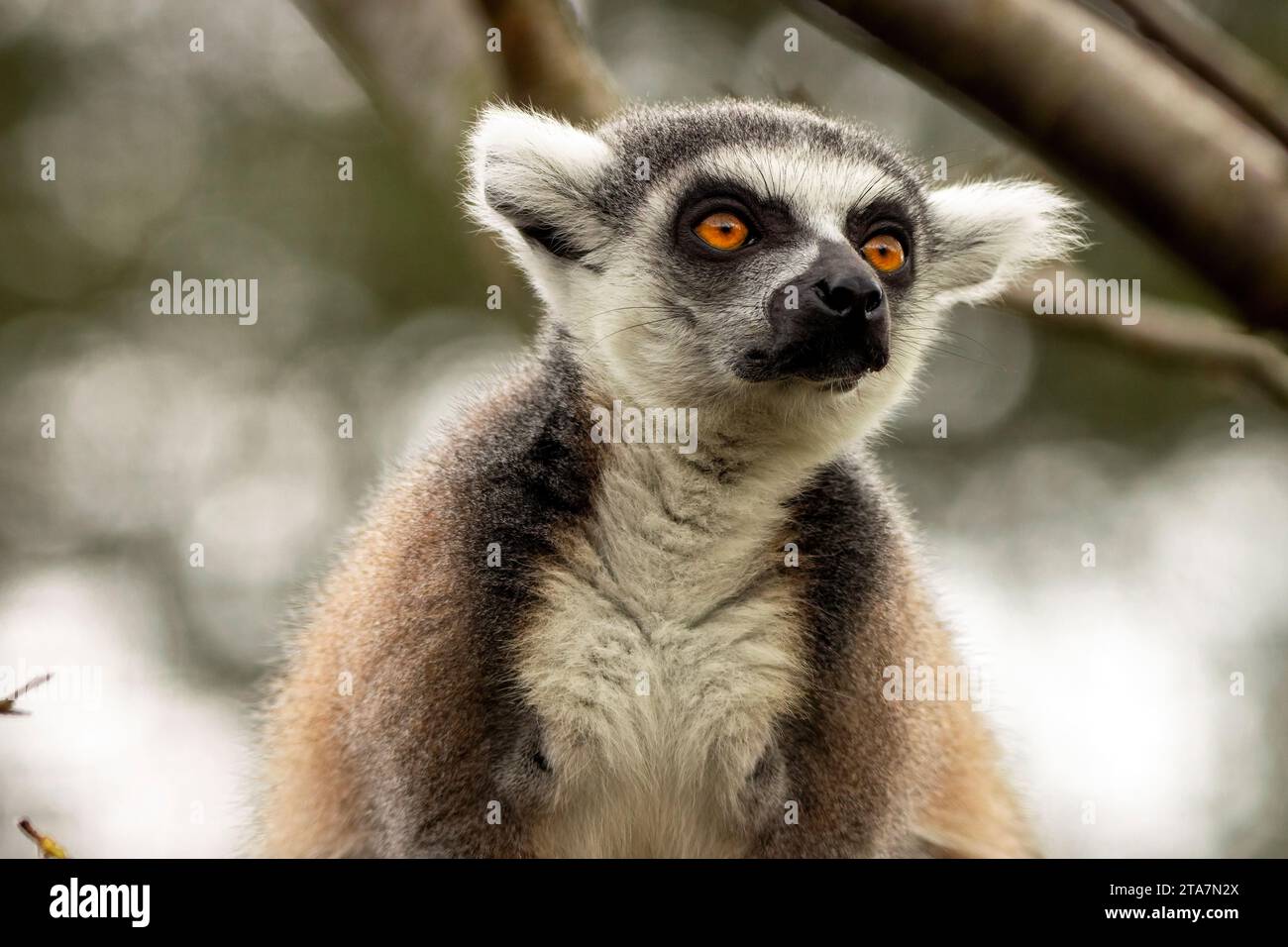 Ring-tailed Lemur Stockfoto