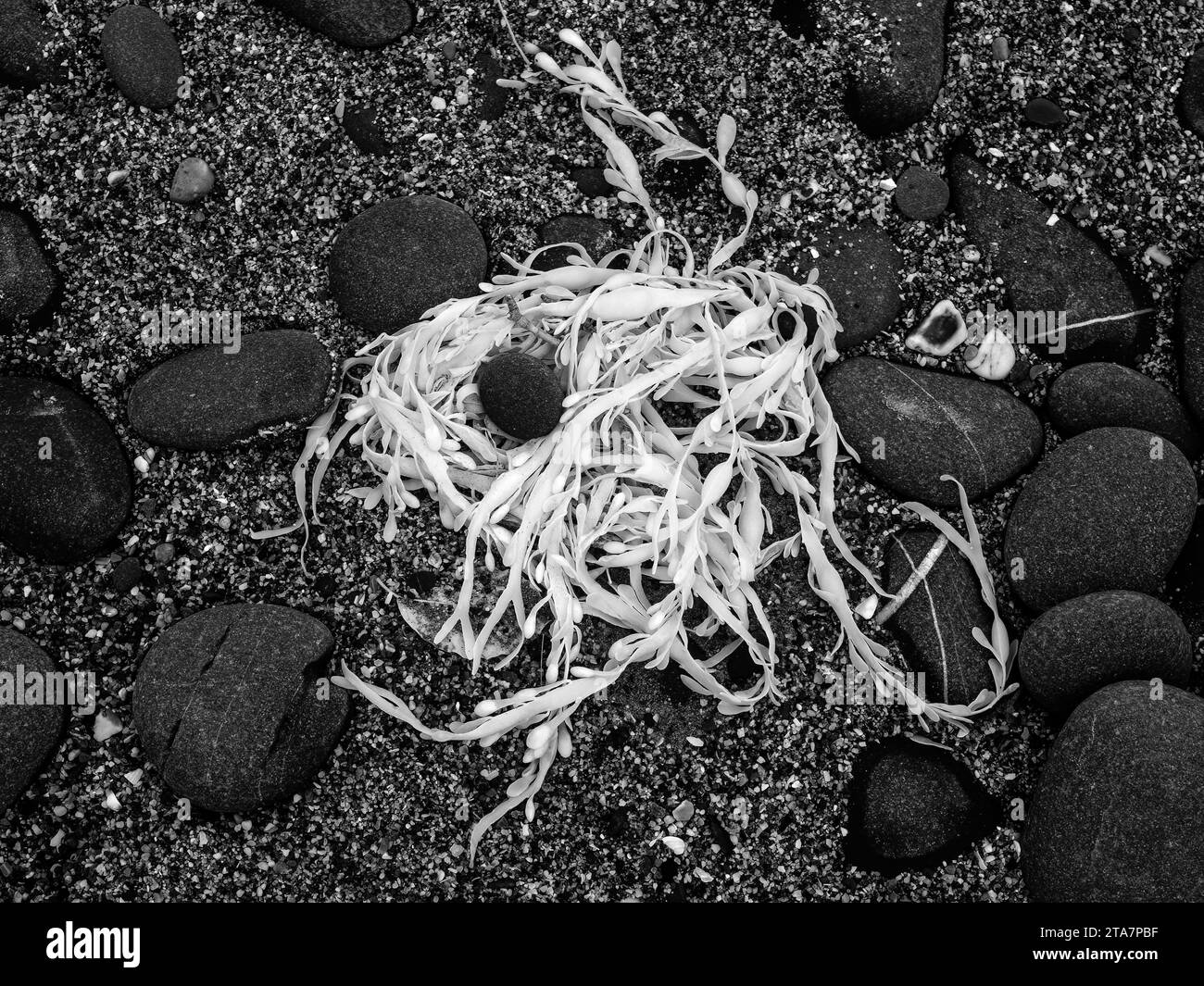 Algen, Wrack, mit Kieselsteinen am Kieselstrand. Infrarot-Thermografie in Großbritannien. Stockfoto