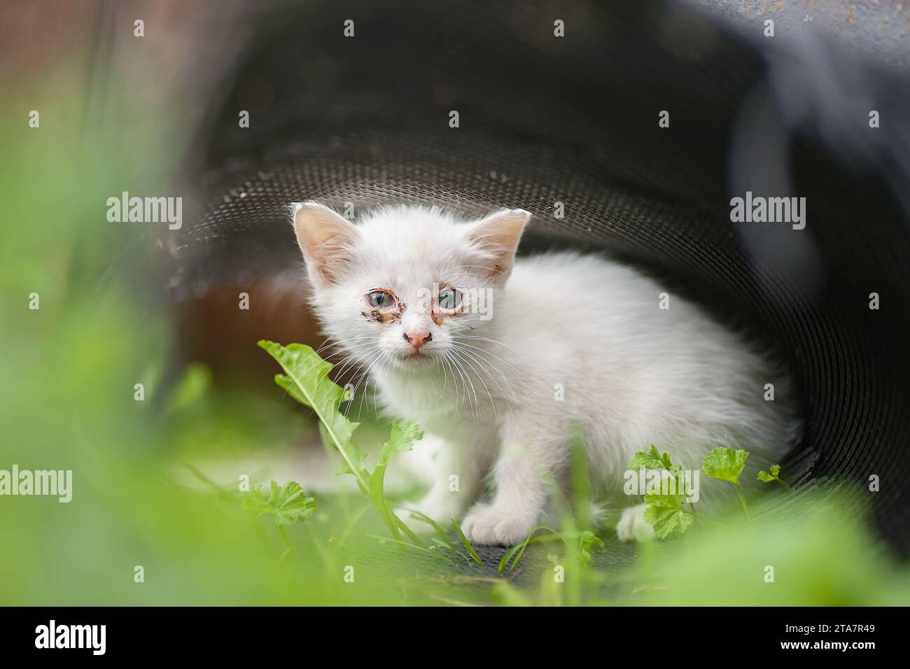 Katzenaugenkrankheit. Kleines weißes Kätzchen mit Augenerkrankungen. Das Kätzchen sitzt auf dem Boden zwischen dem grünen Gras Stockfoto