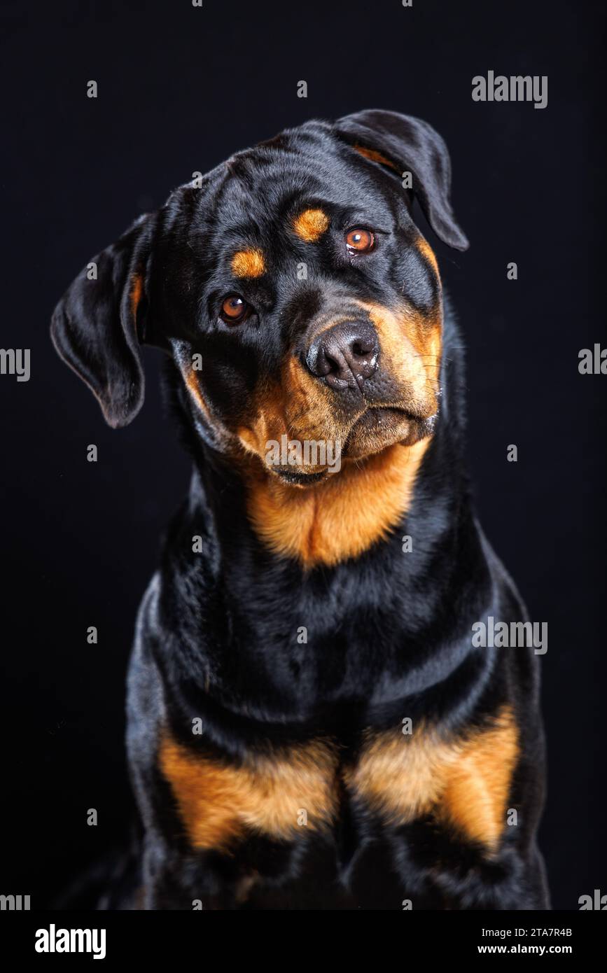 Porträt eines männlichen Rottweiler-Hundes mit geneigtem Kopf Stockfoto