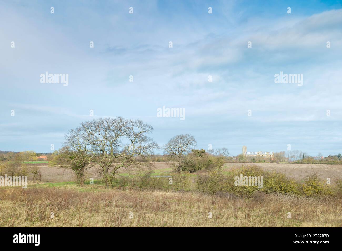 Blick auf die Landschaft der Parklands mit hohen Gräsern und Bäumen und dem alten Münster am Horizont, alles unter wolkenblauem Himmel in Beverley, Yorkshire, Großbritannien. Stockfoto