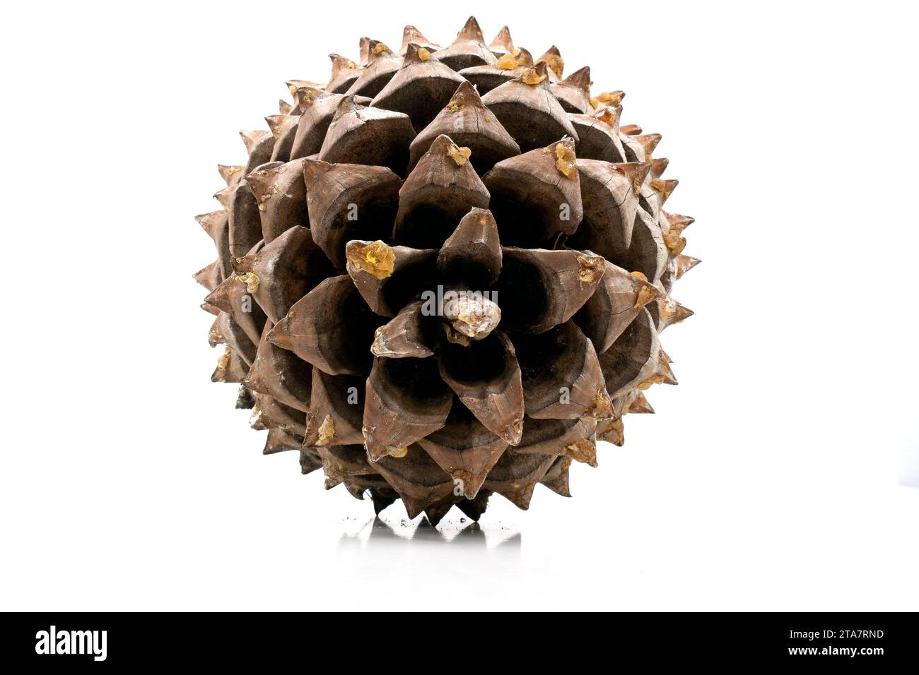 Nahaufnahme der Blätter eines Coulter Pinecone mit fibonacci-Spiralen isoliert auf weiß Stockfoto