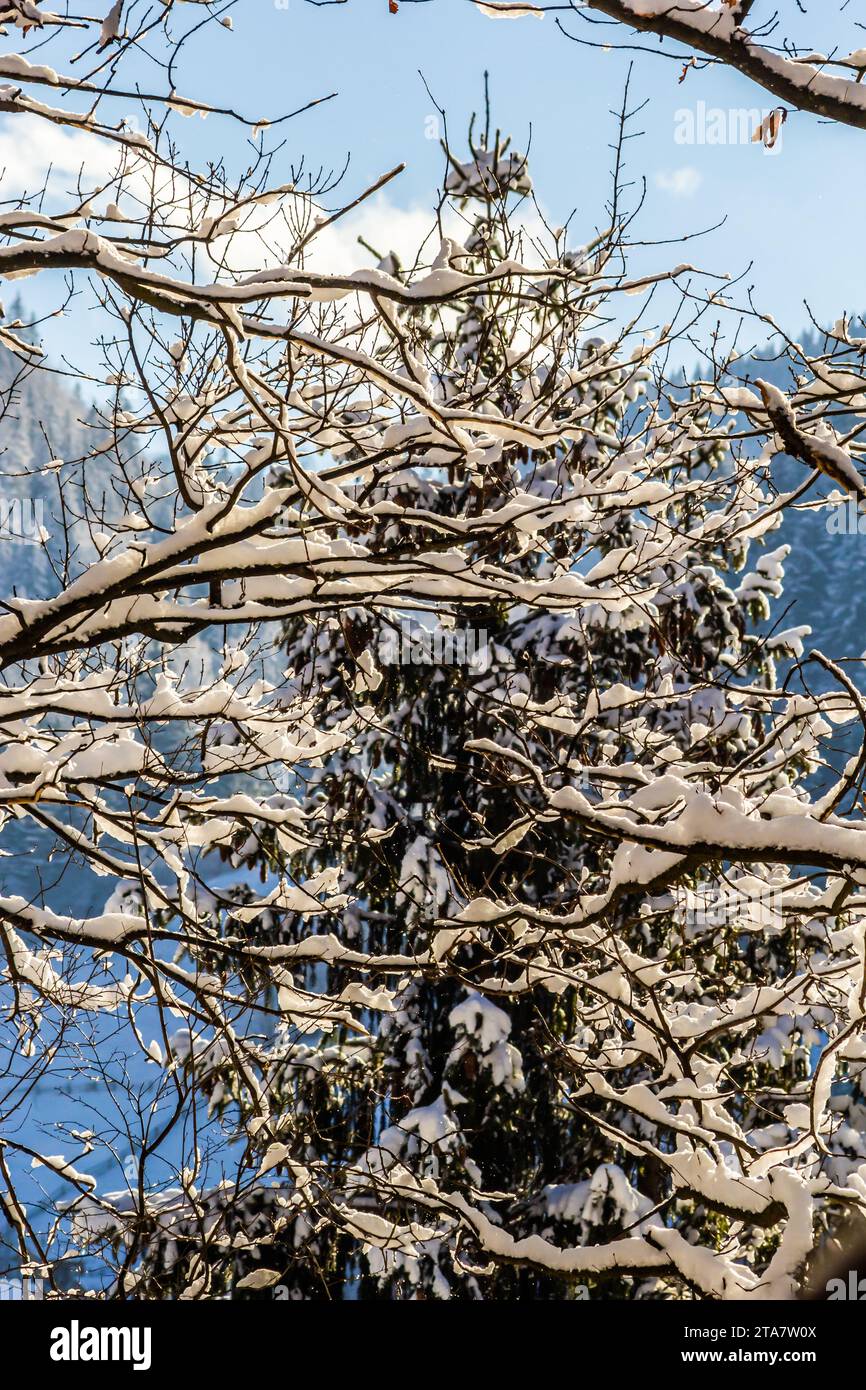 Kaltes Winterwetter im Park oder Frost mit Kiefer- und Fichtenbäumen, Nadelbäume in der Wintersaison, Wintersaison mit Schnee im Stockfoto