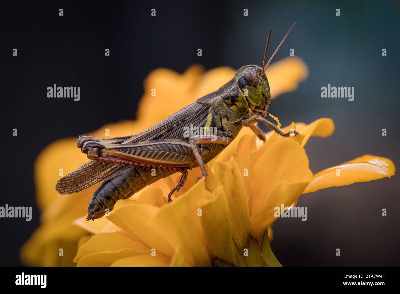 Extreme Nahaufnahme von Marsh Meadow Grasshopper, der auf gelber Blume steht Stockfoto