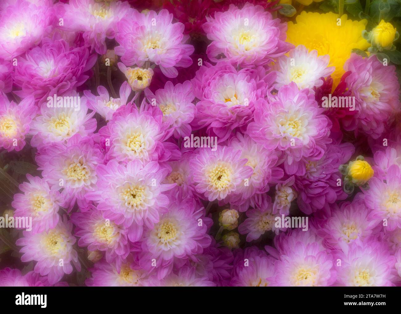 Ein Haufen rosafarbener Chrysanthemen Stockfoto