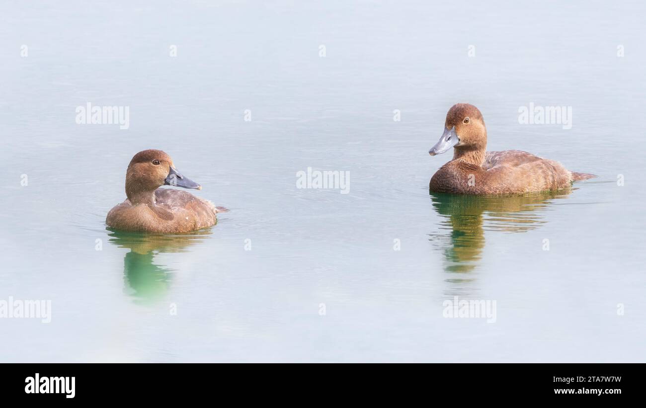Zwei weibliche Rothaarige, die im blauen Wasser schwimmen Stockfoto