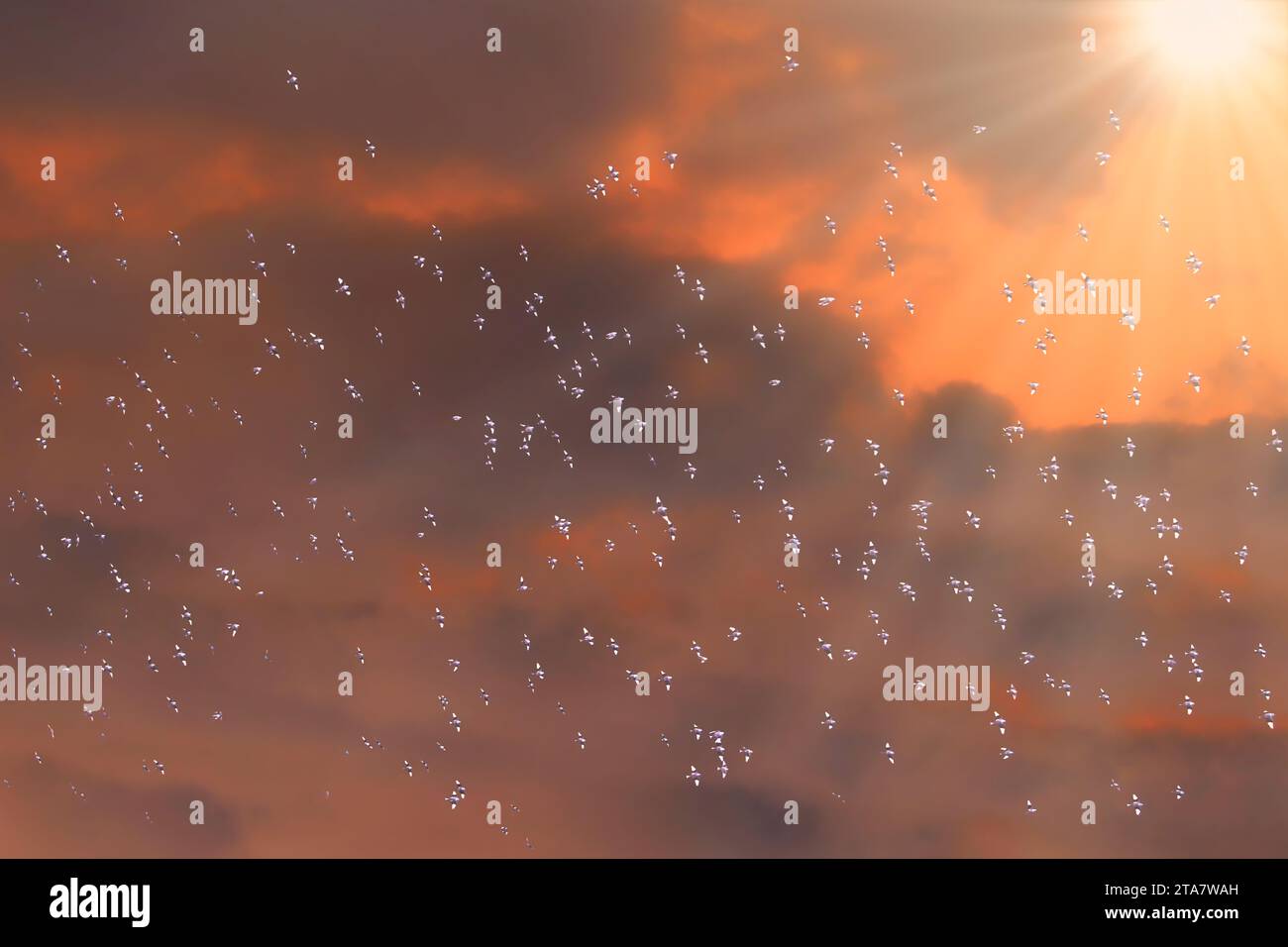 Hunderte von Vögeln fliegen in Sonnenstrahlen unter orangefarbenen Wolken Stockfoto